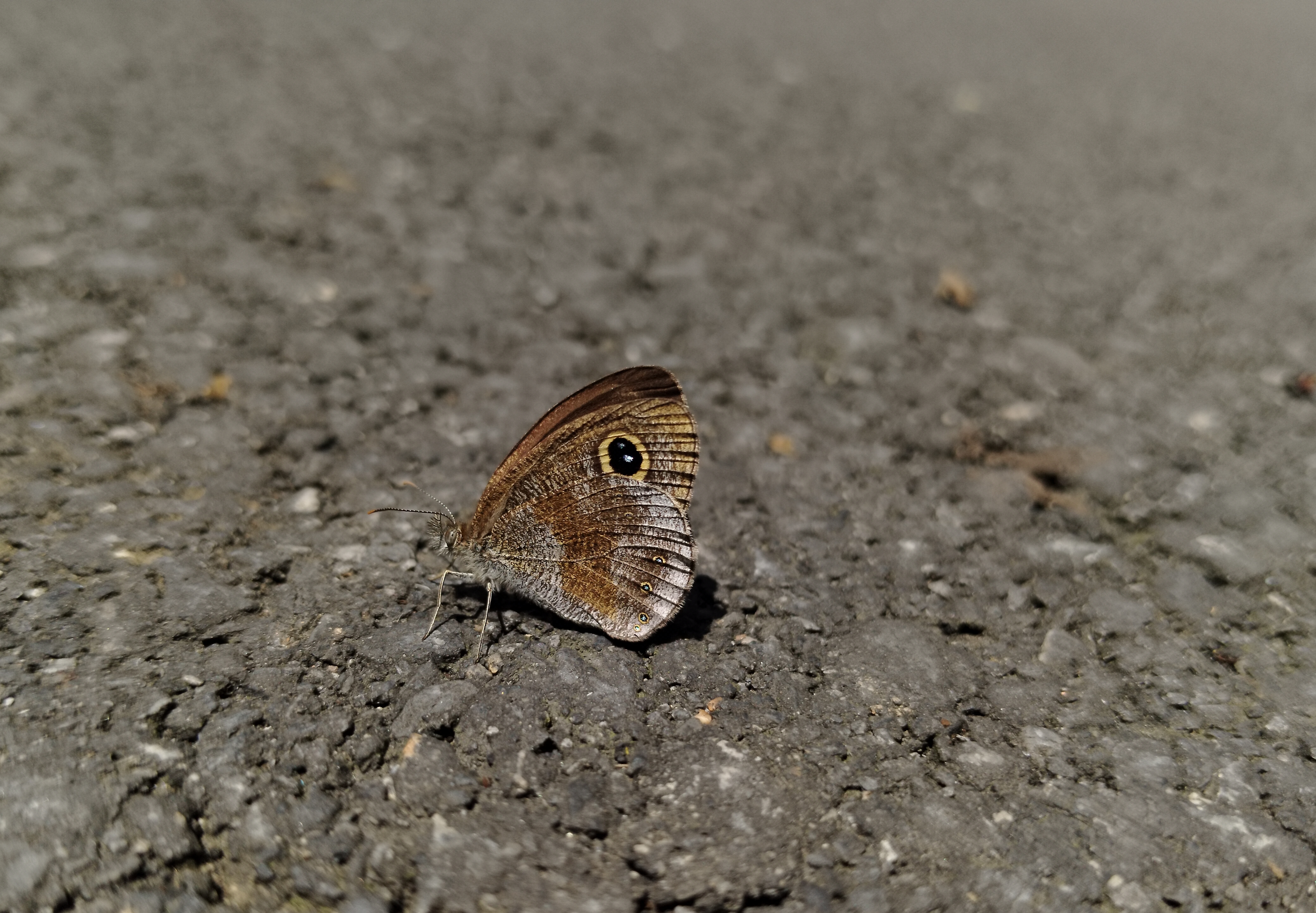 阿矍眼蝶
