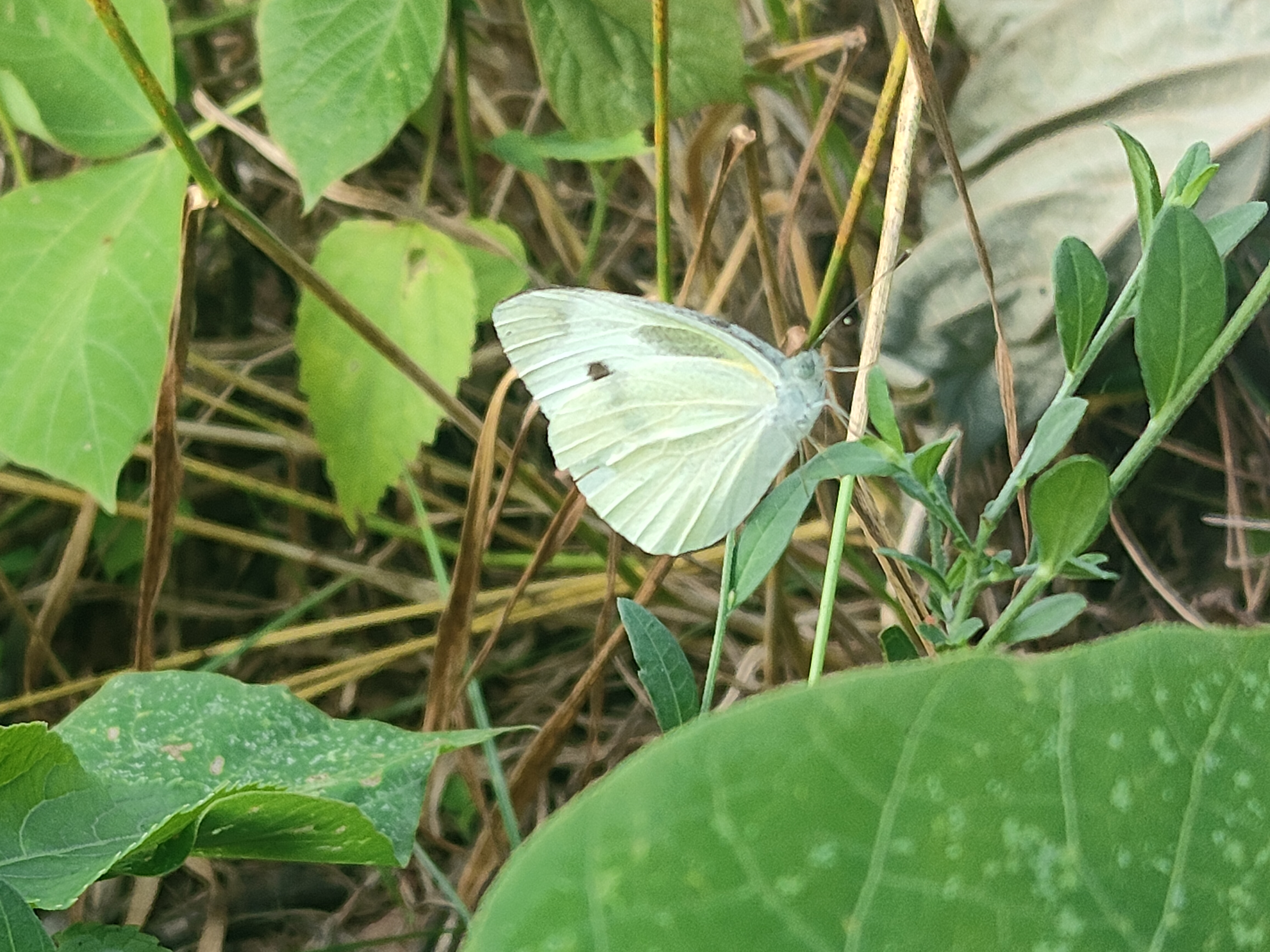 菜粉蝶