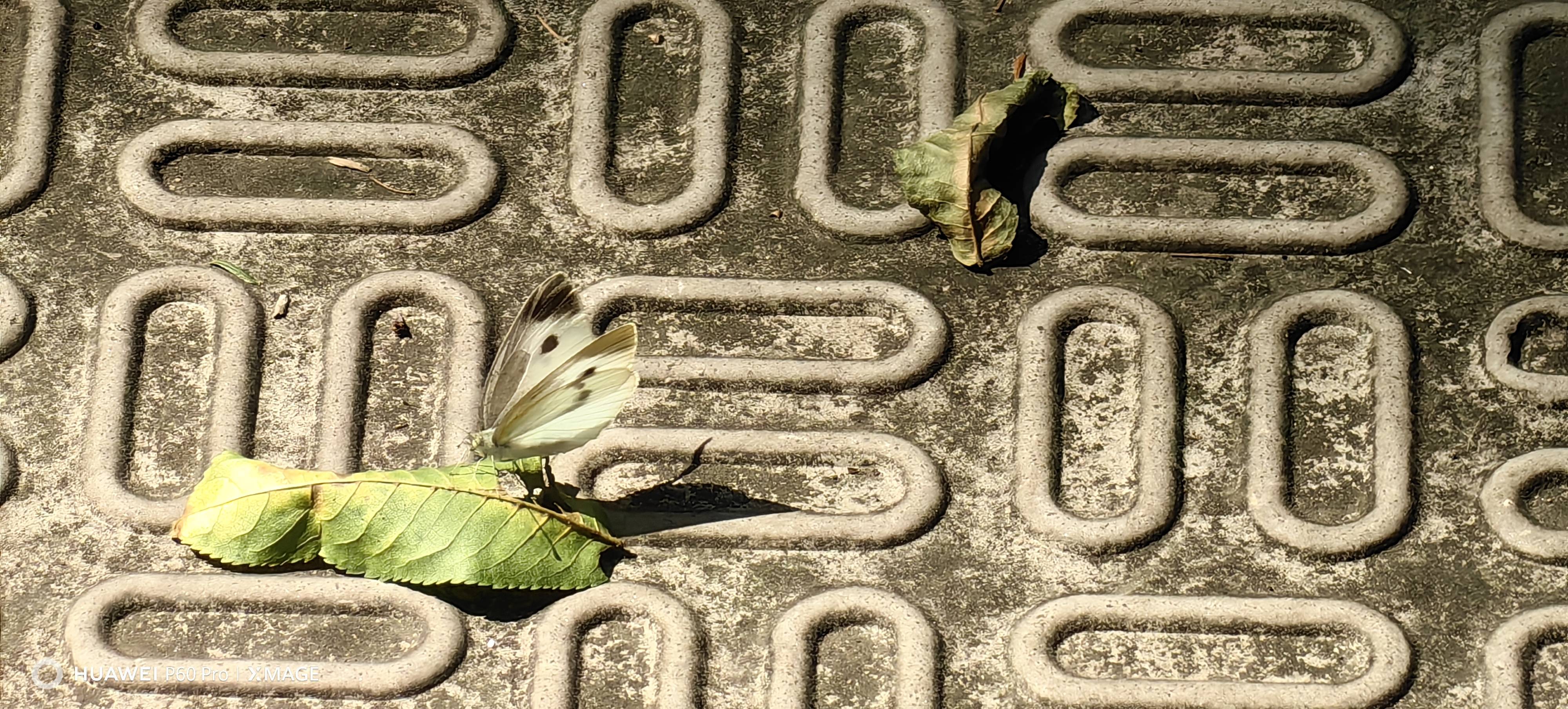 菜粉蝶