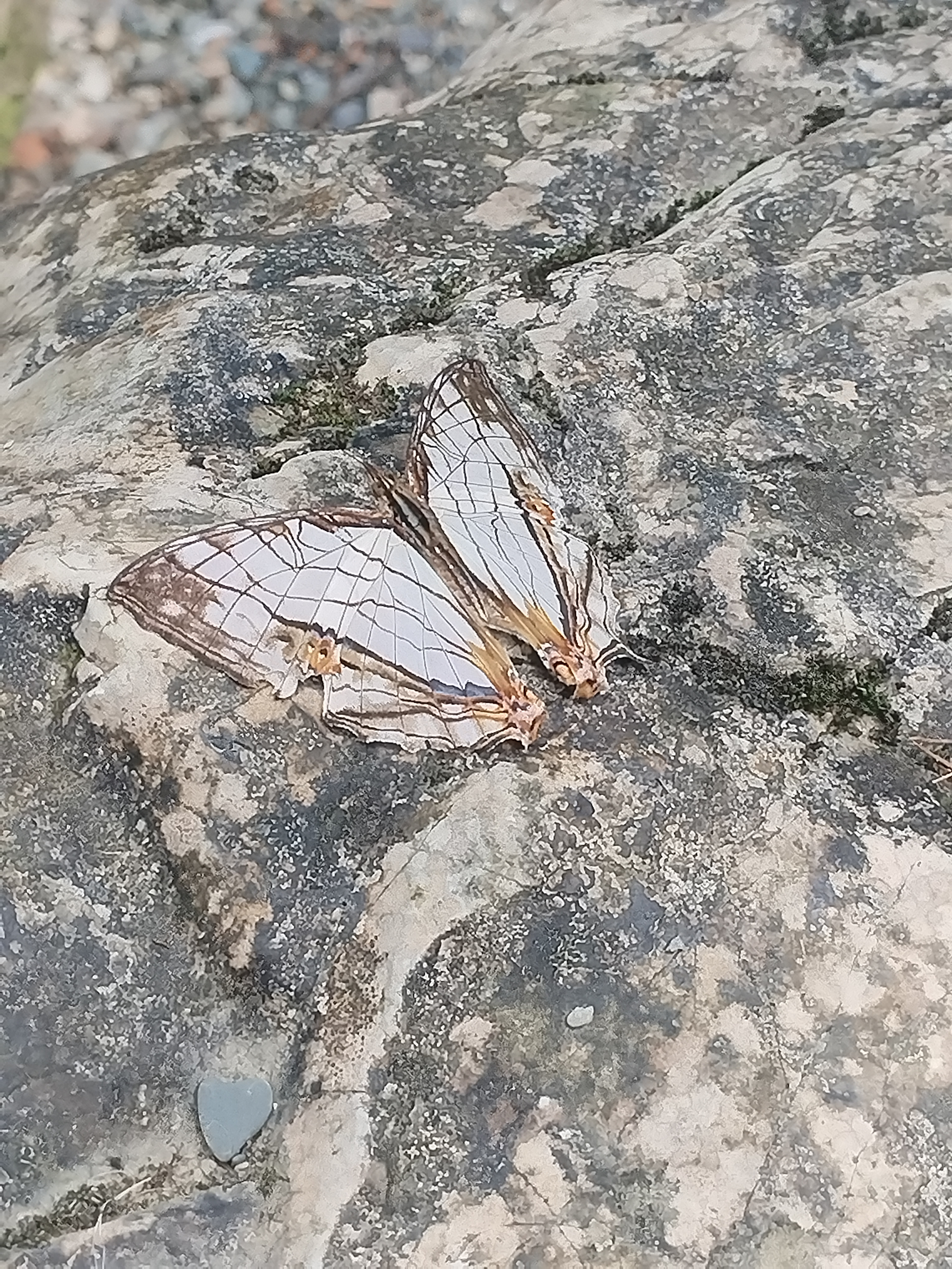 网丝蛱蝶