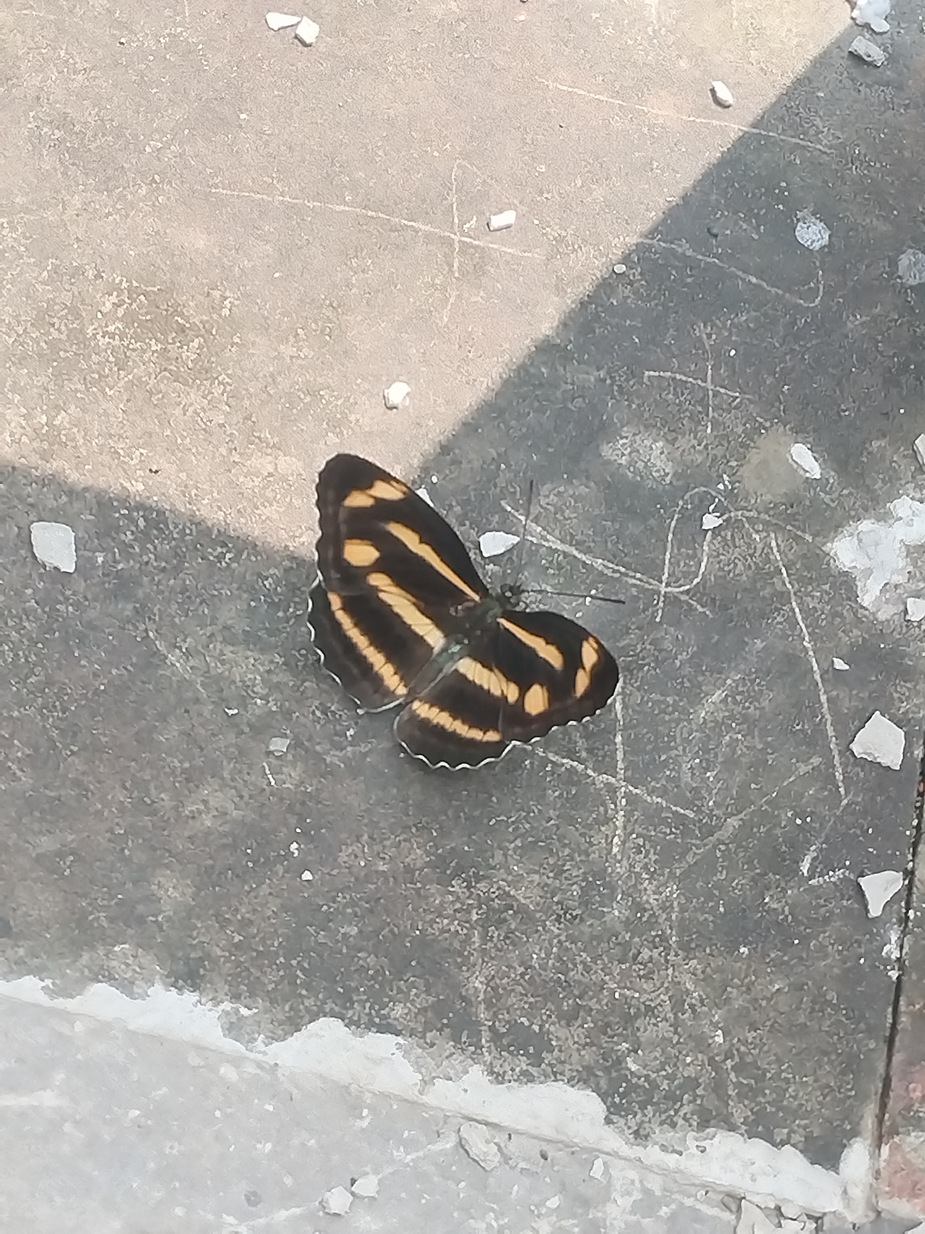 阿环蛱蝶