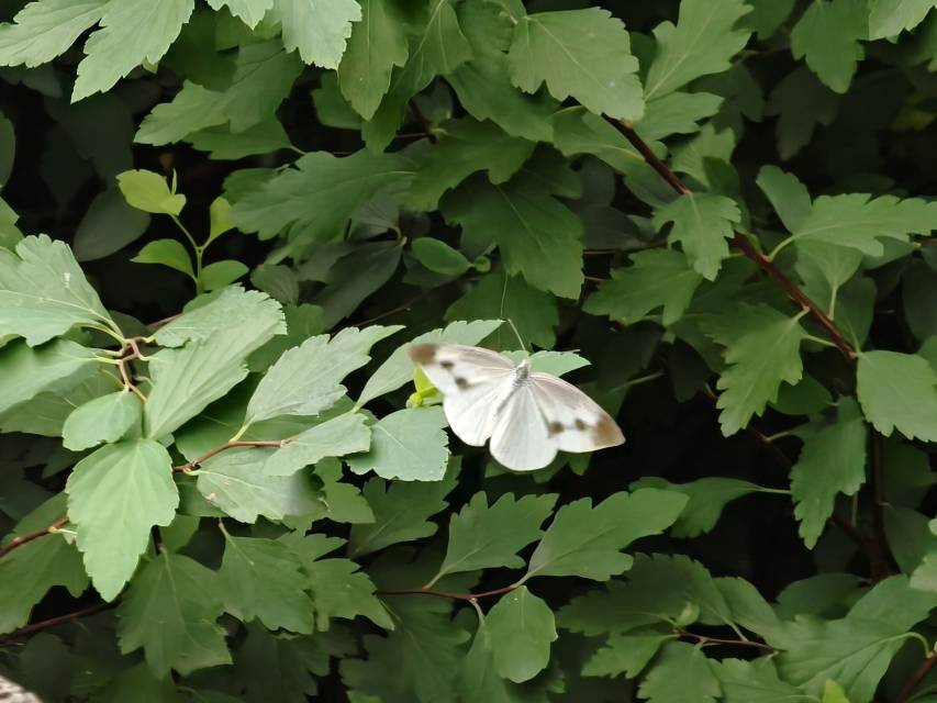 菜粉蝶