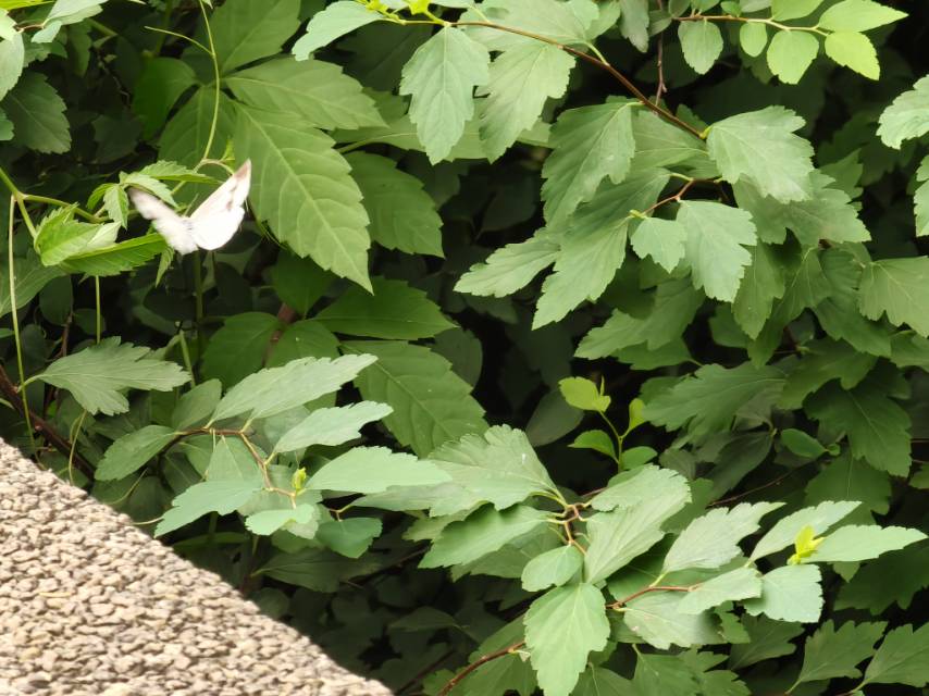 菜粉蝶