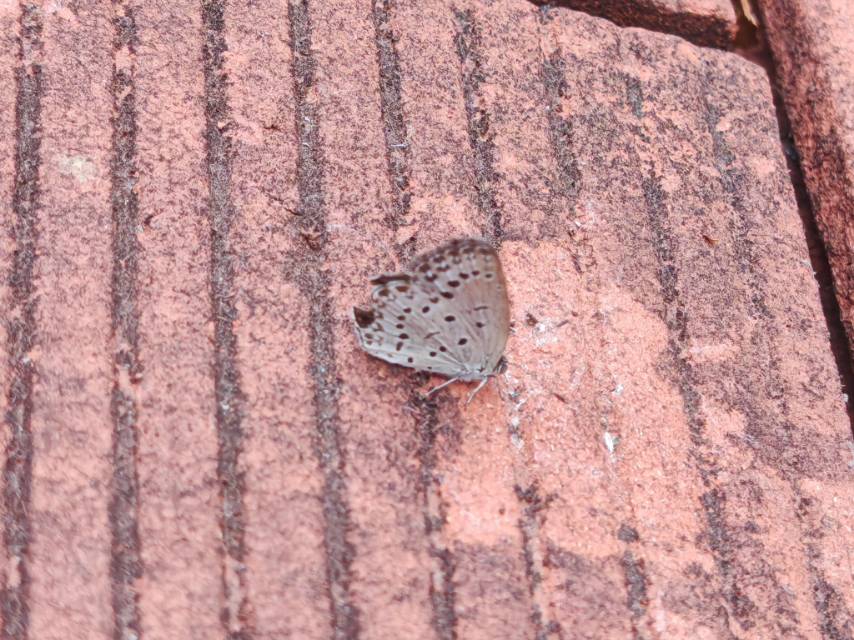 酢浆灰蝶