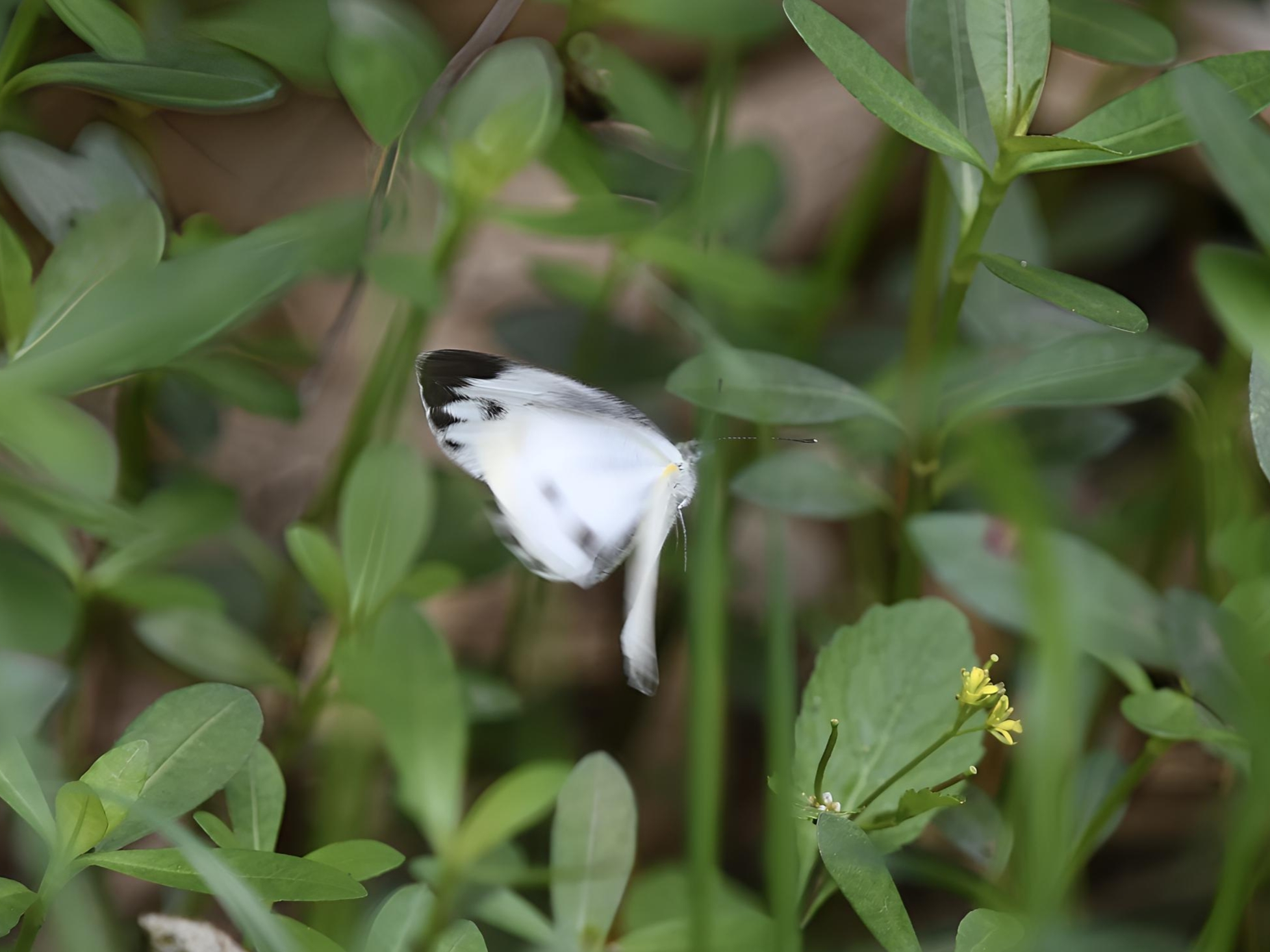 东方菜粉蝶