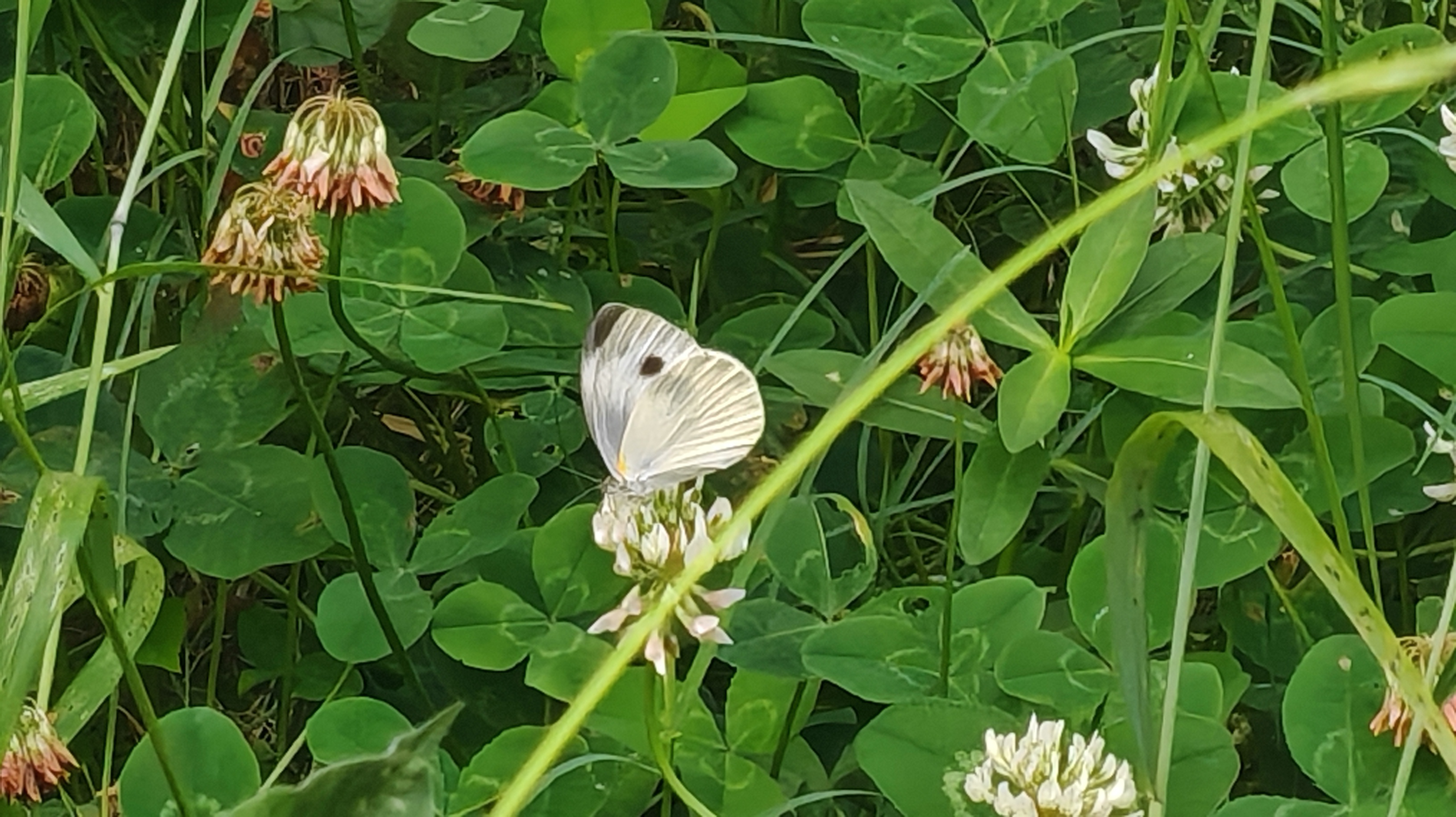 东方菜粉蝶