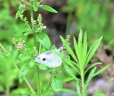 东方菜粉蝶