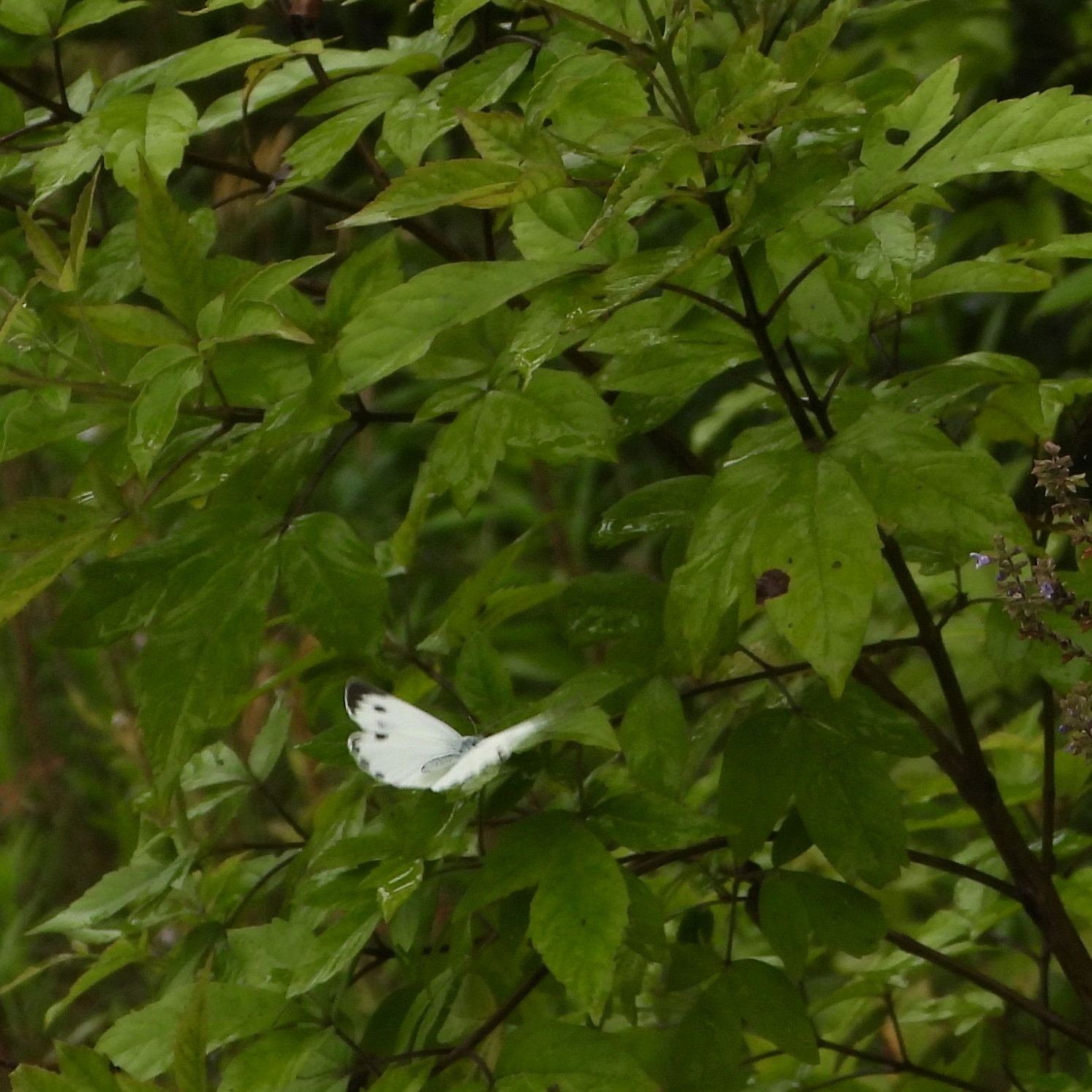 东方菜粉蝶