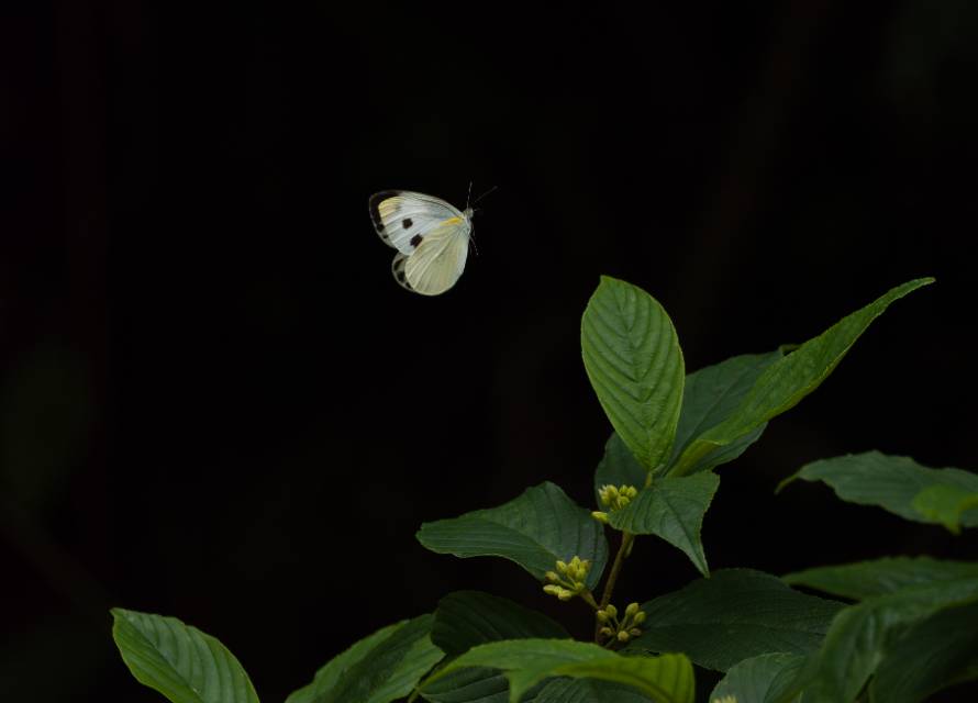 东方菜粉蝶