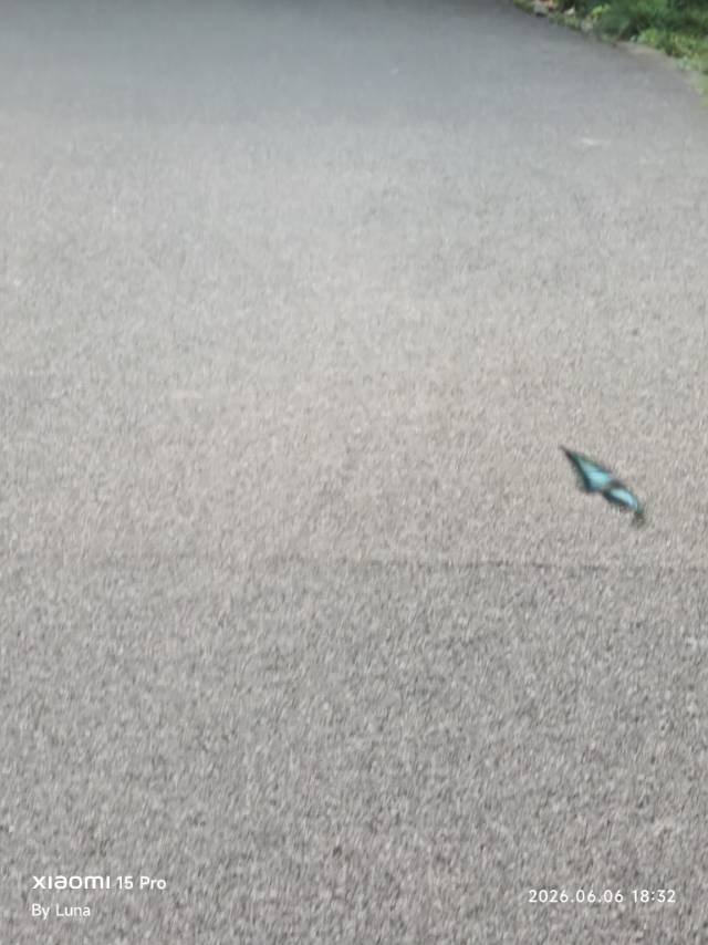 青凤蝶