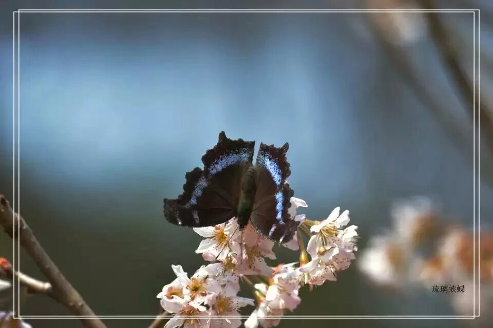 琉璃蛱蝶