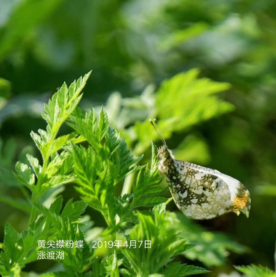 黄尖襟粉蝶