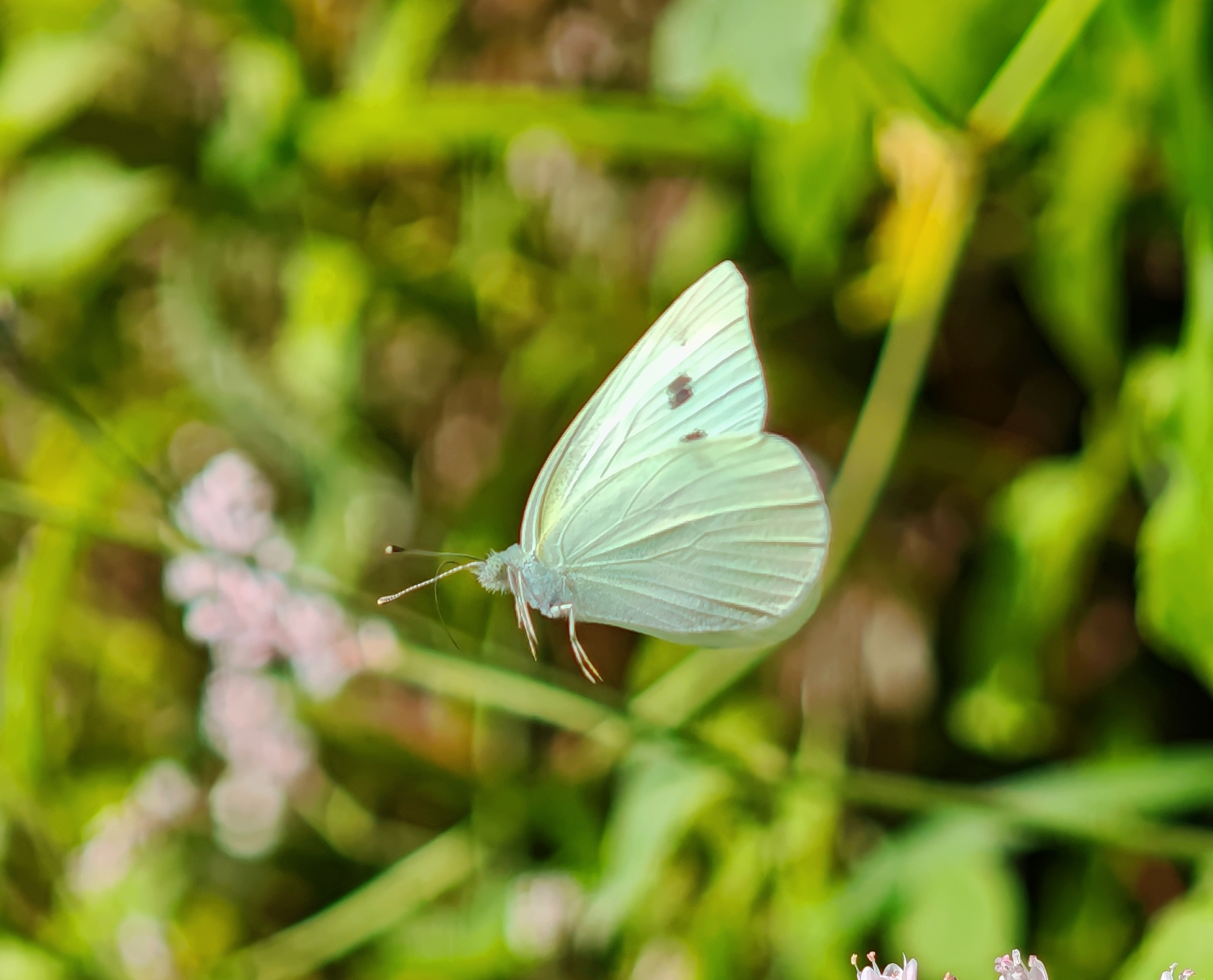 菜粉蝶