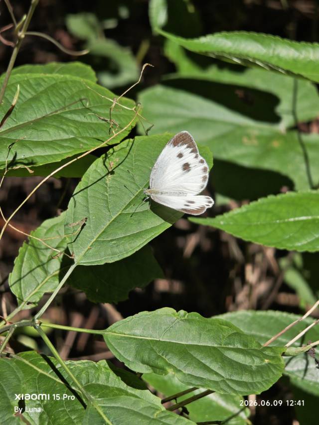 东方菜粉蝶