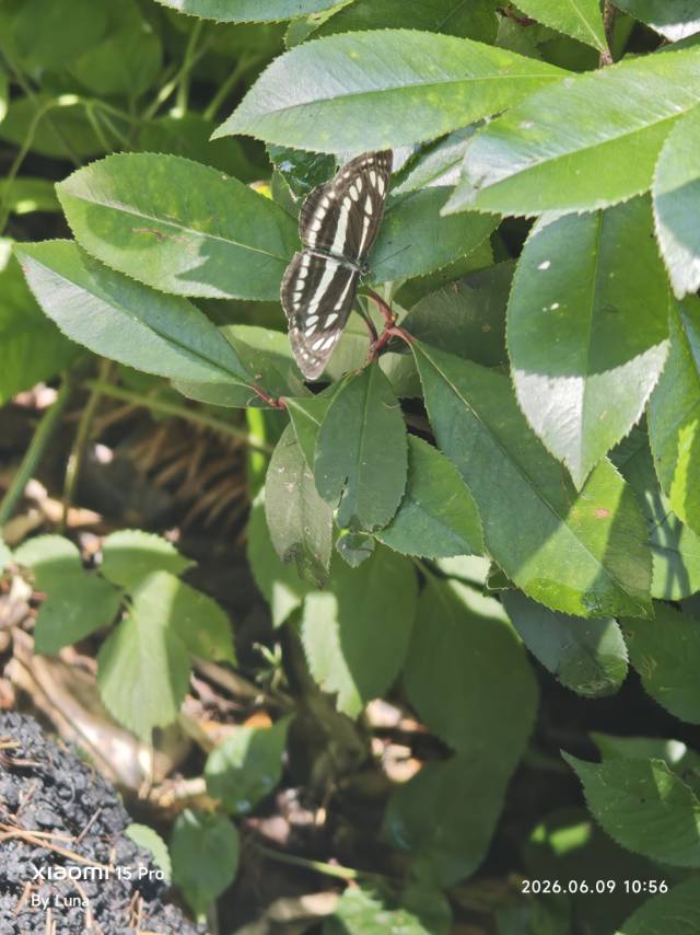 小环蛱蝶
