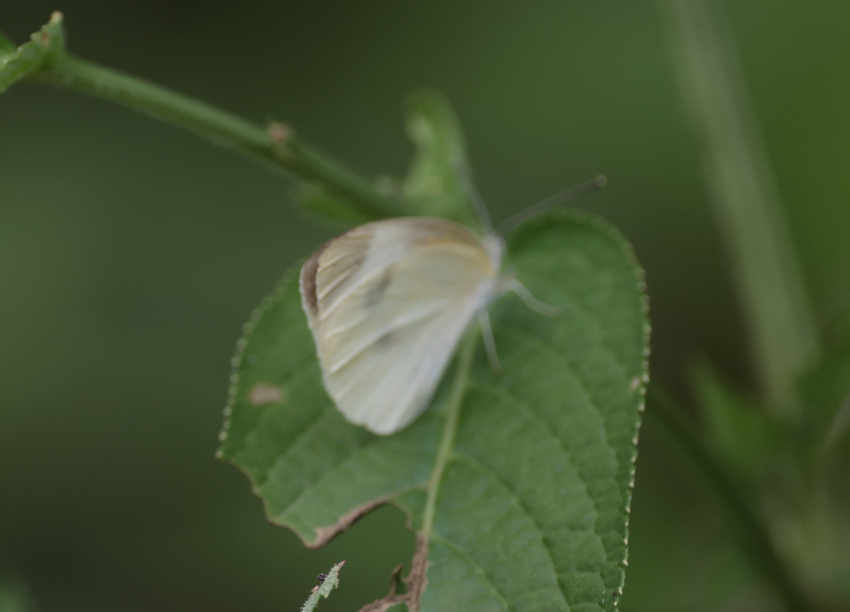菜粉蝶