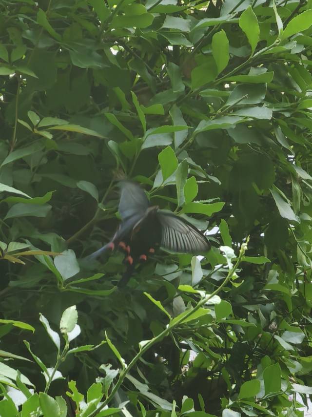灰绒麝凤蝶