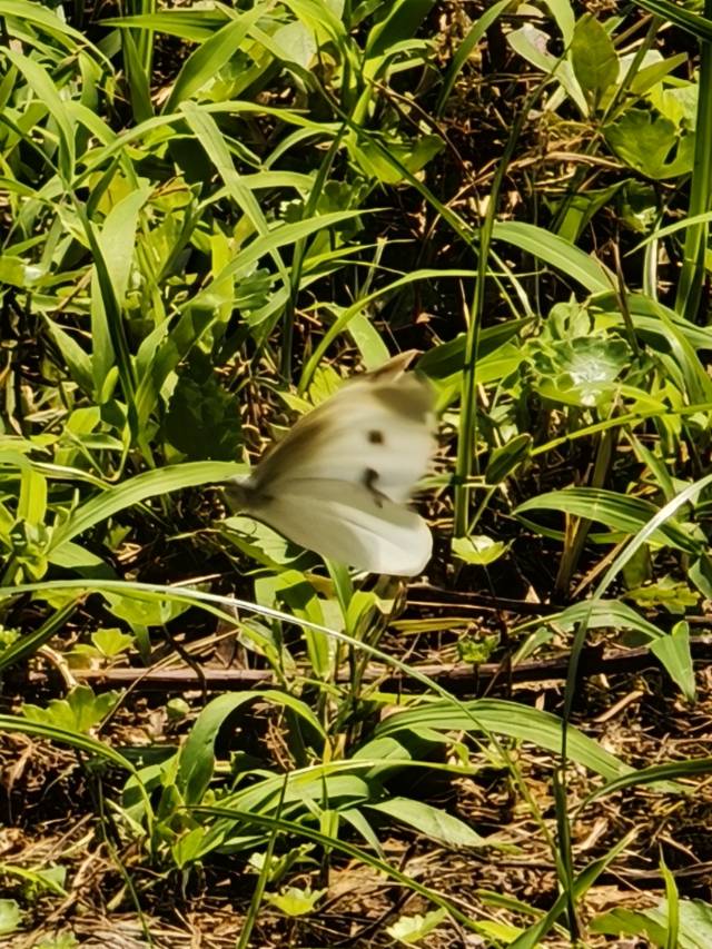 菜粉蝶