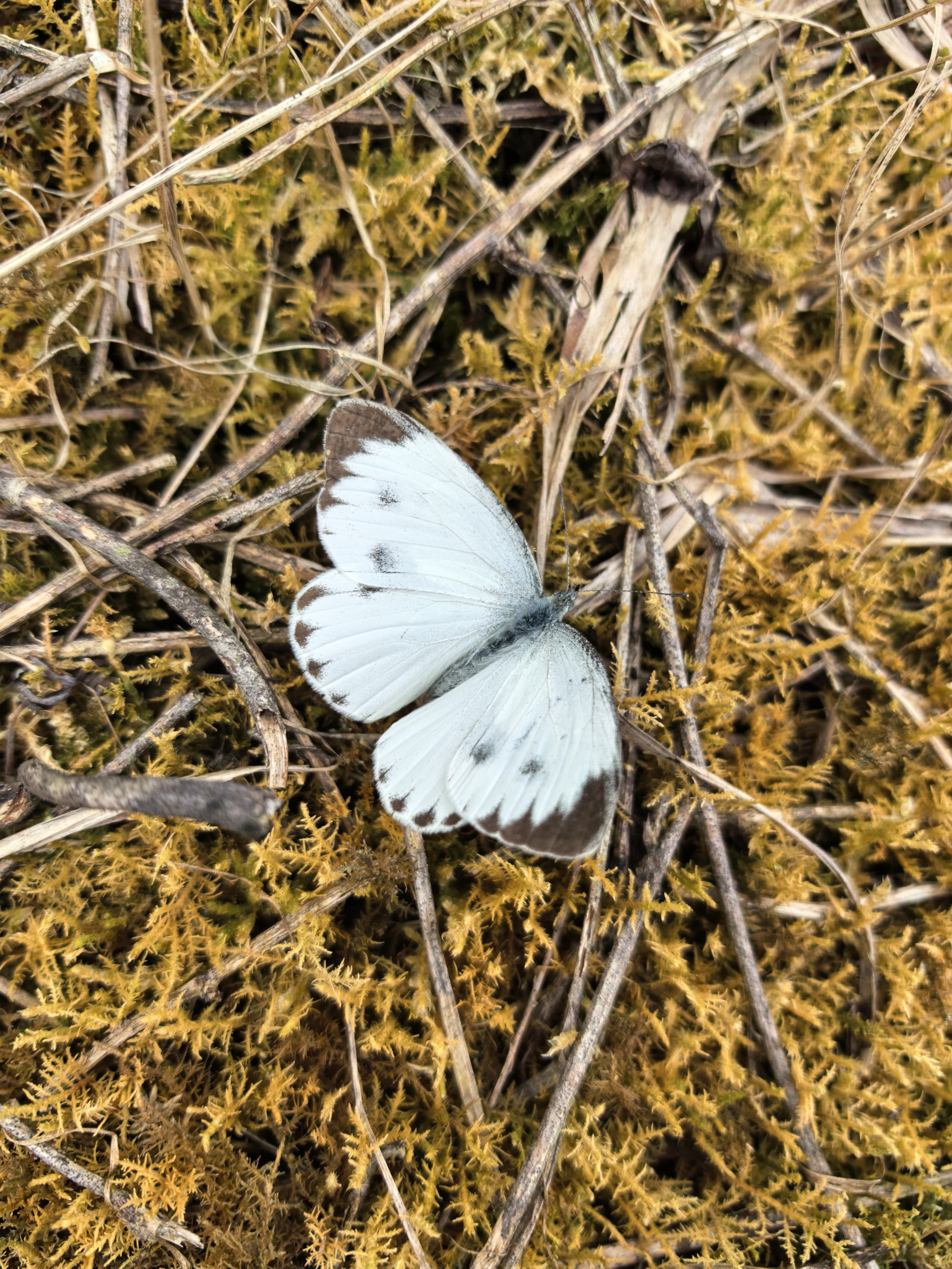 东方菜粉蝶