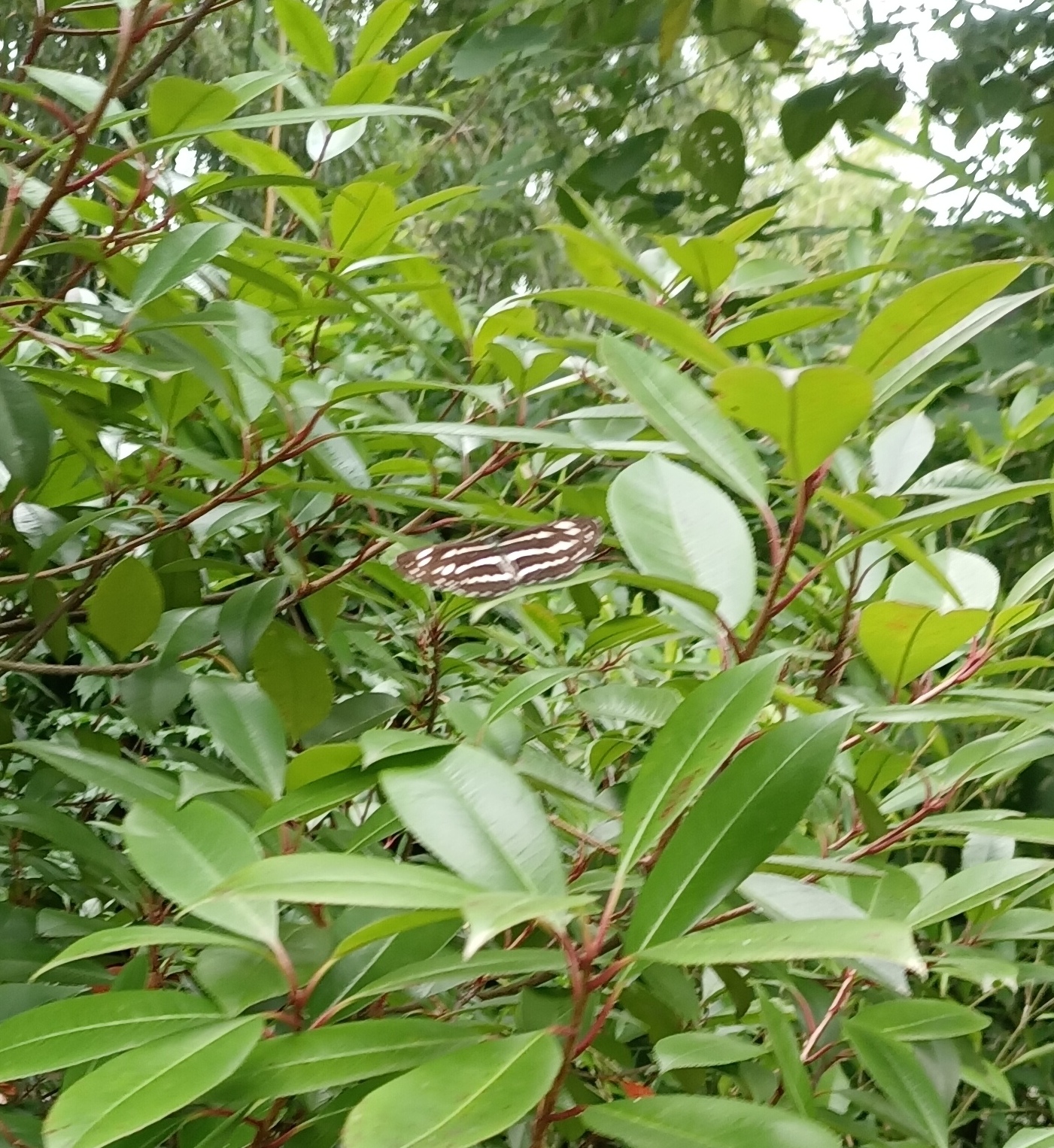 小环蛱蝶