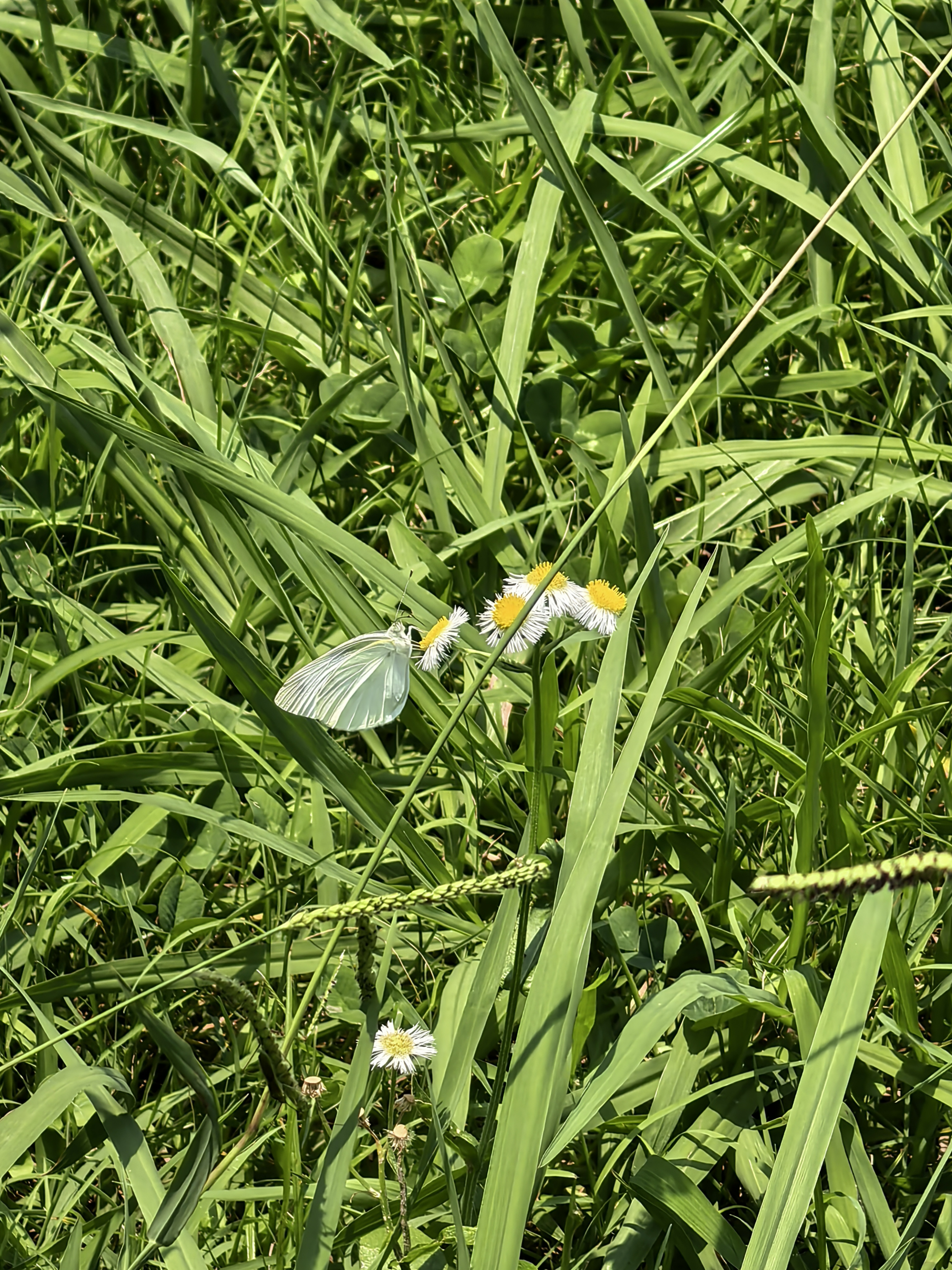 菜粉蝶
