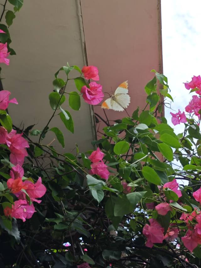 鹤顶粉蝶