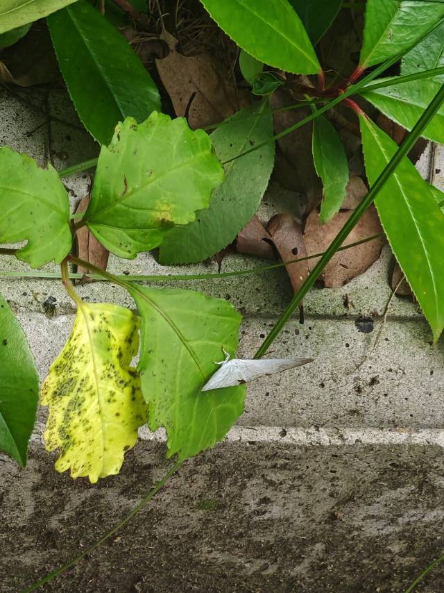 尖翅银灰蝶