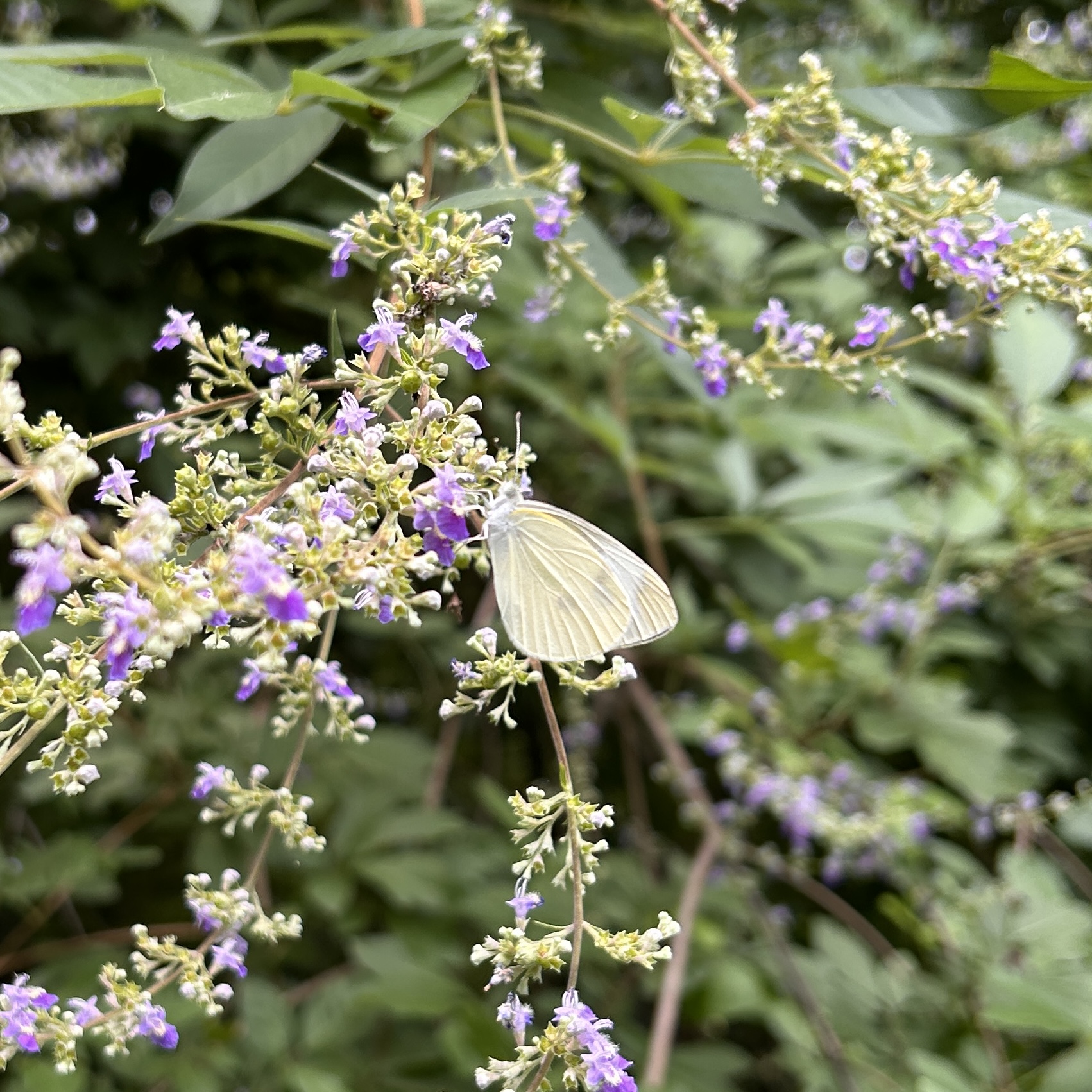 东方菜粉蝶