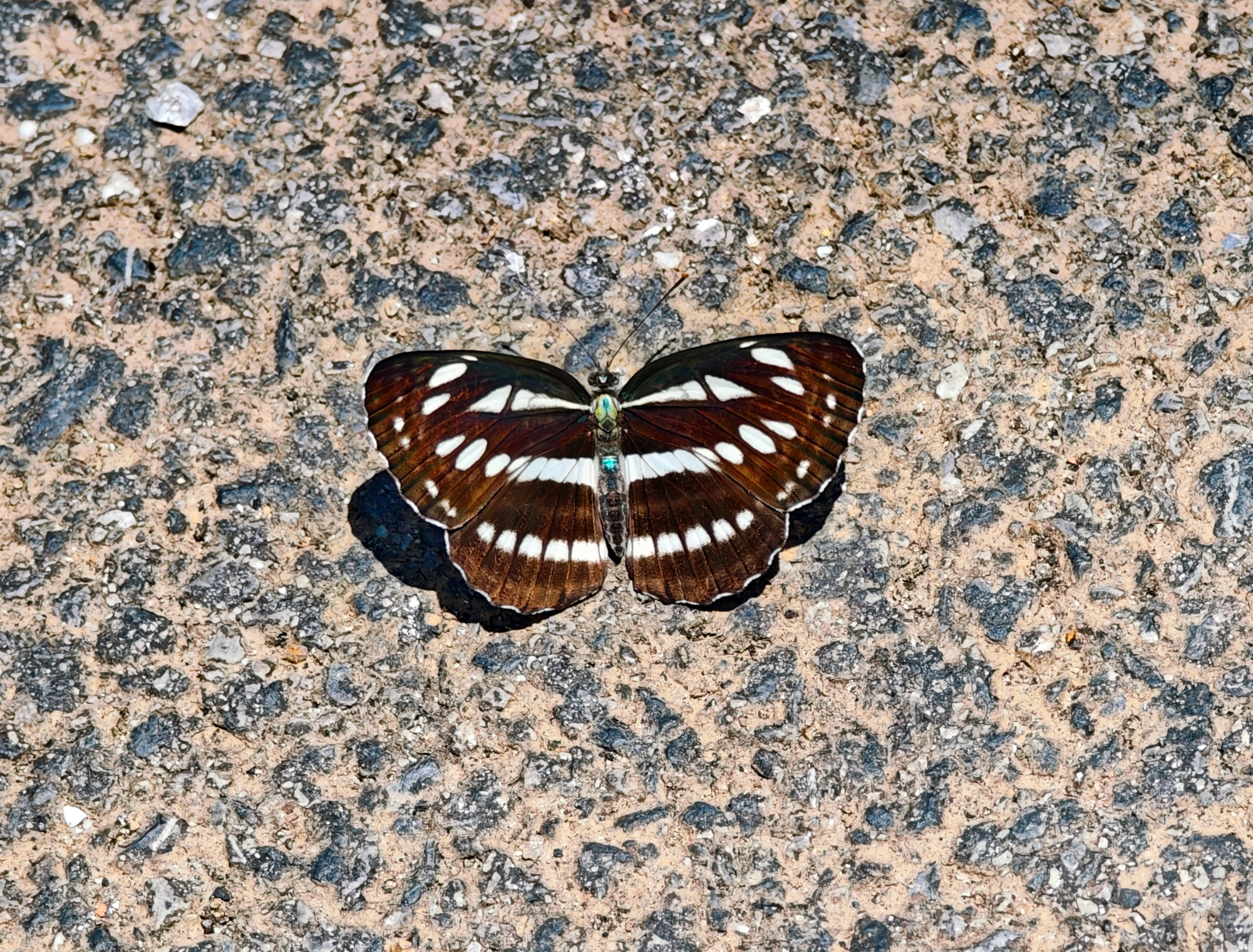 小环蛱蝶