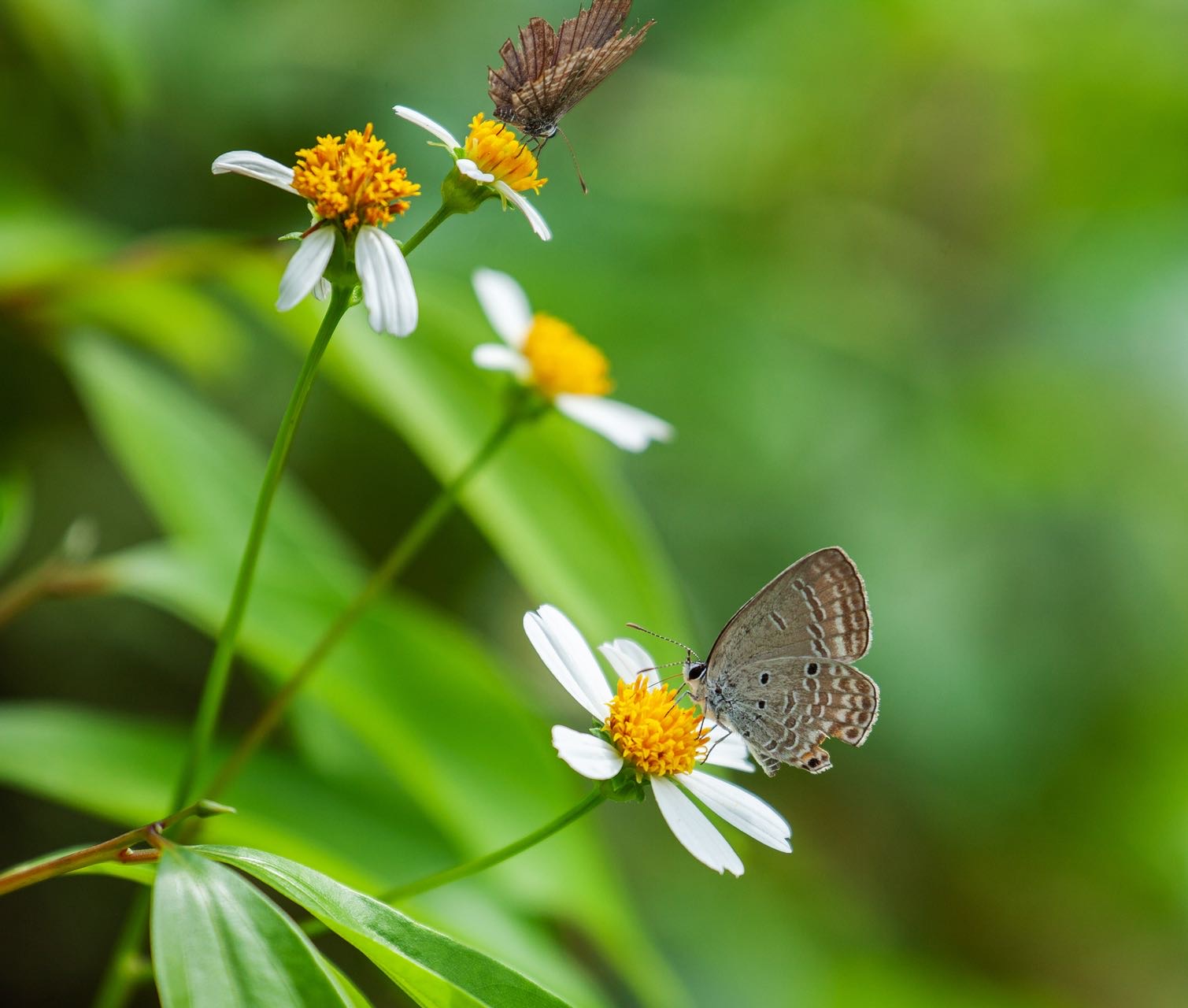曲纹紫灰蝶