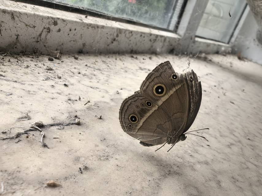 稻眉眼蝶
