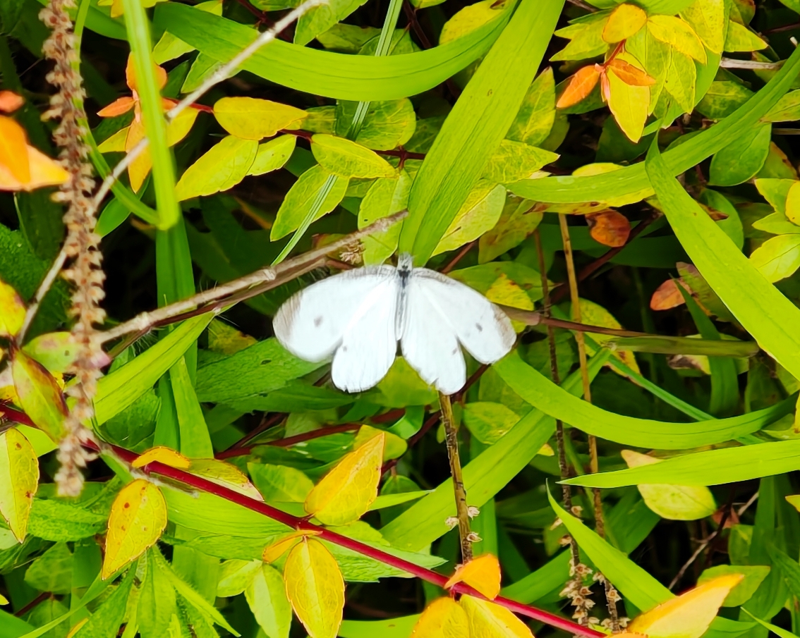 菜粉蝶