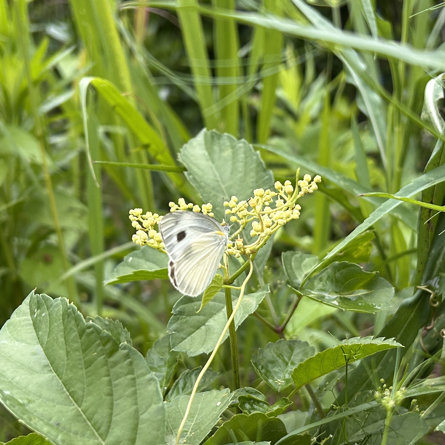 东方菜粉蝶