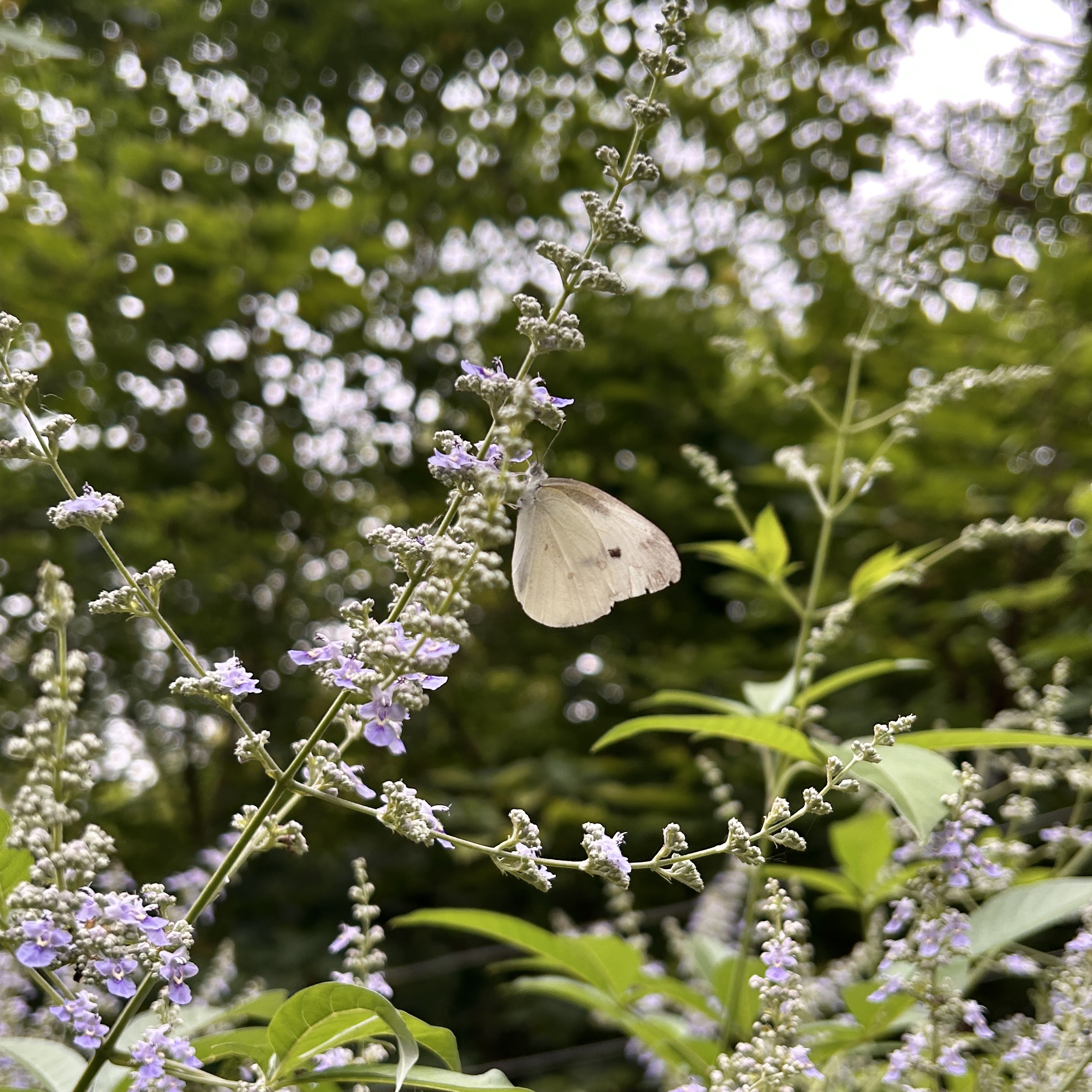 菜粉蝶