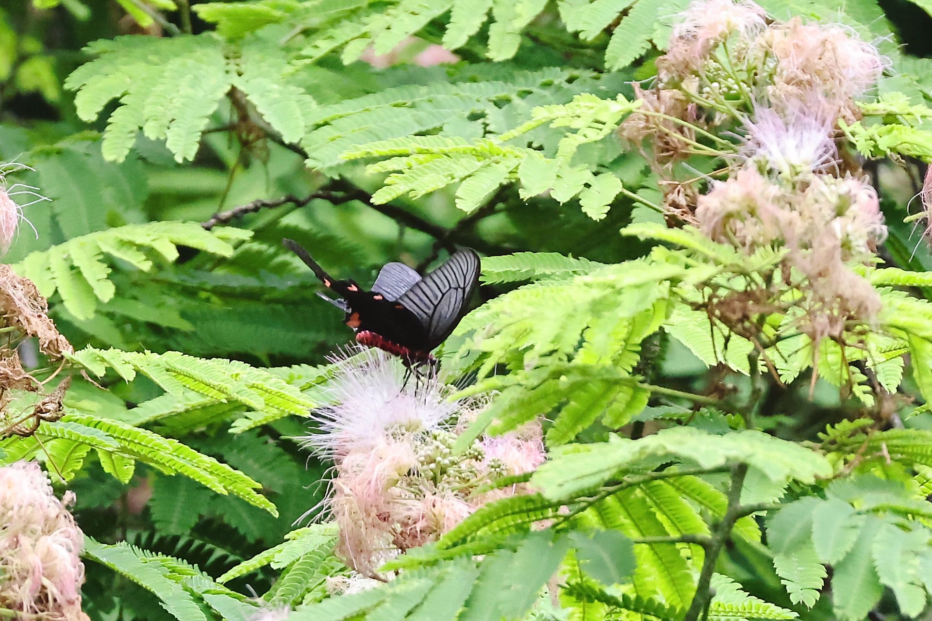 灰绒麝凤蝶