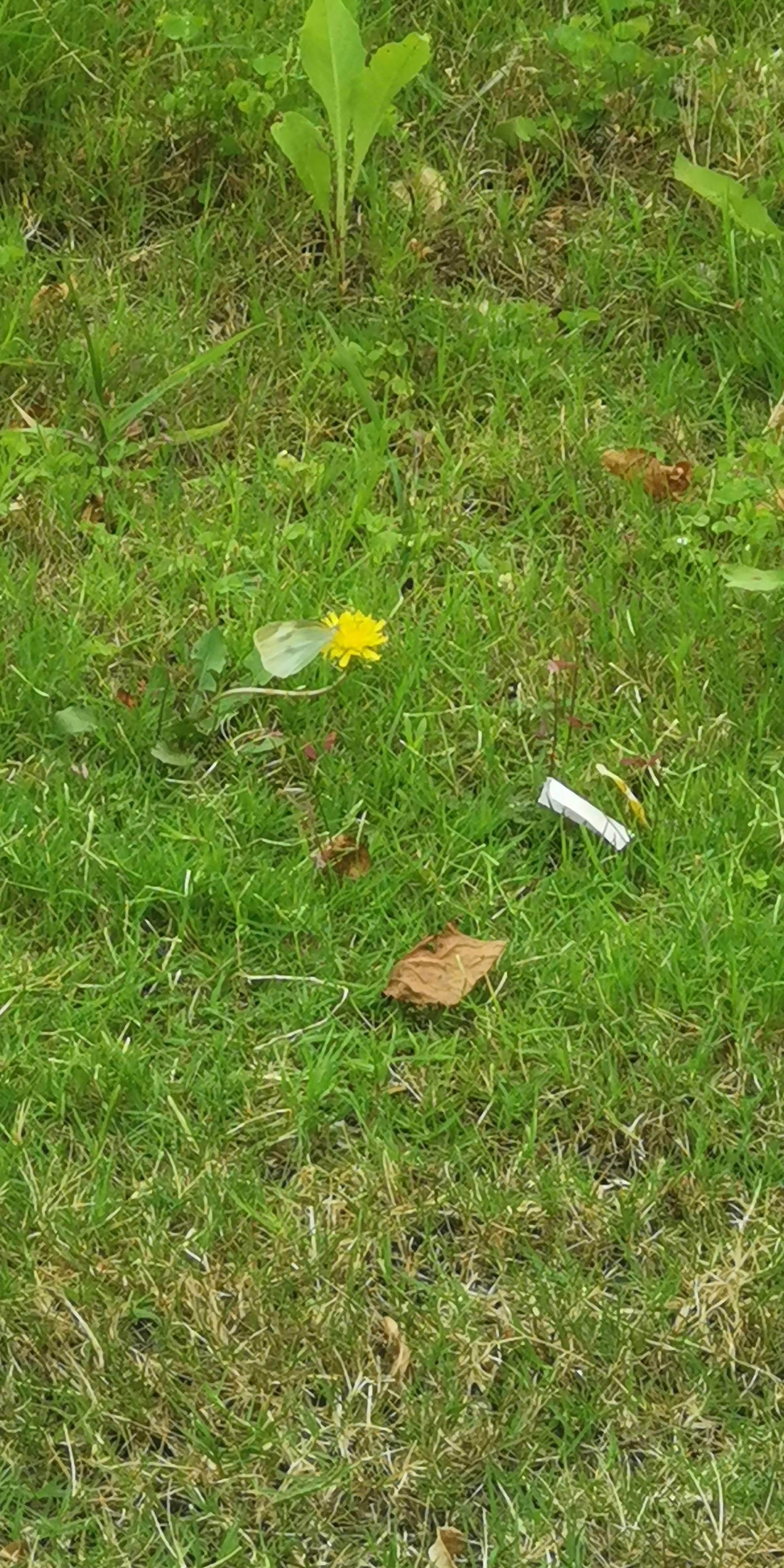 菜粉蝶