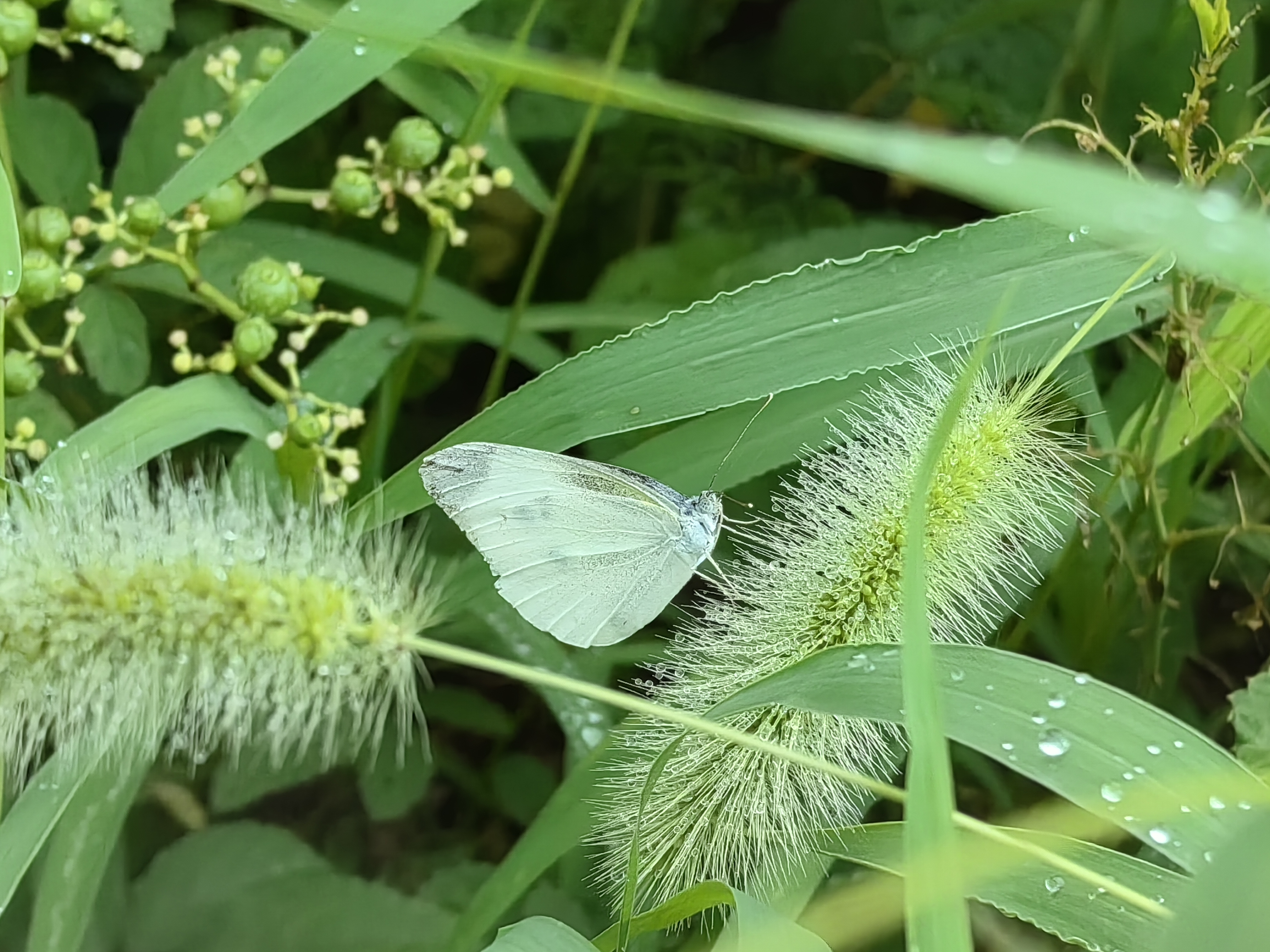 菜粉蝶