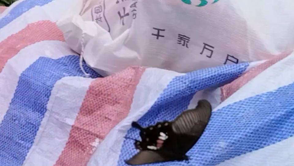玉带凤蝶