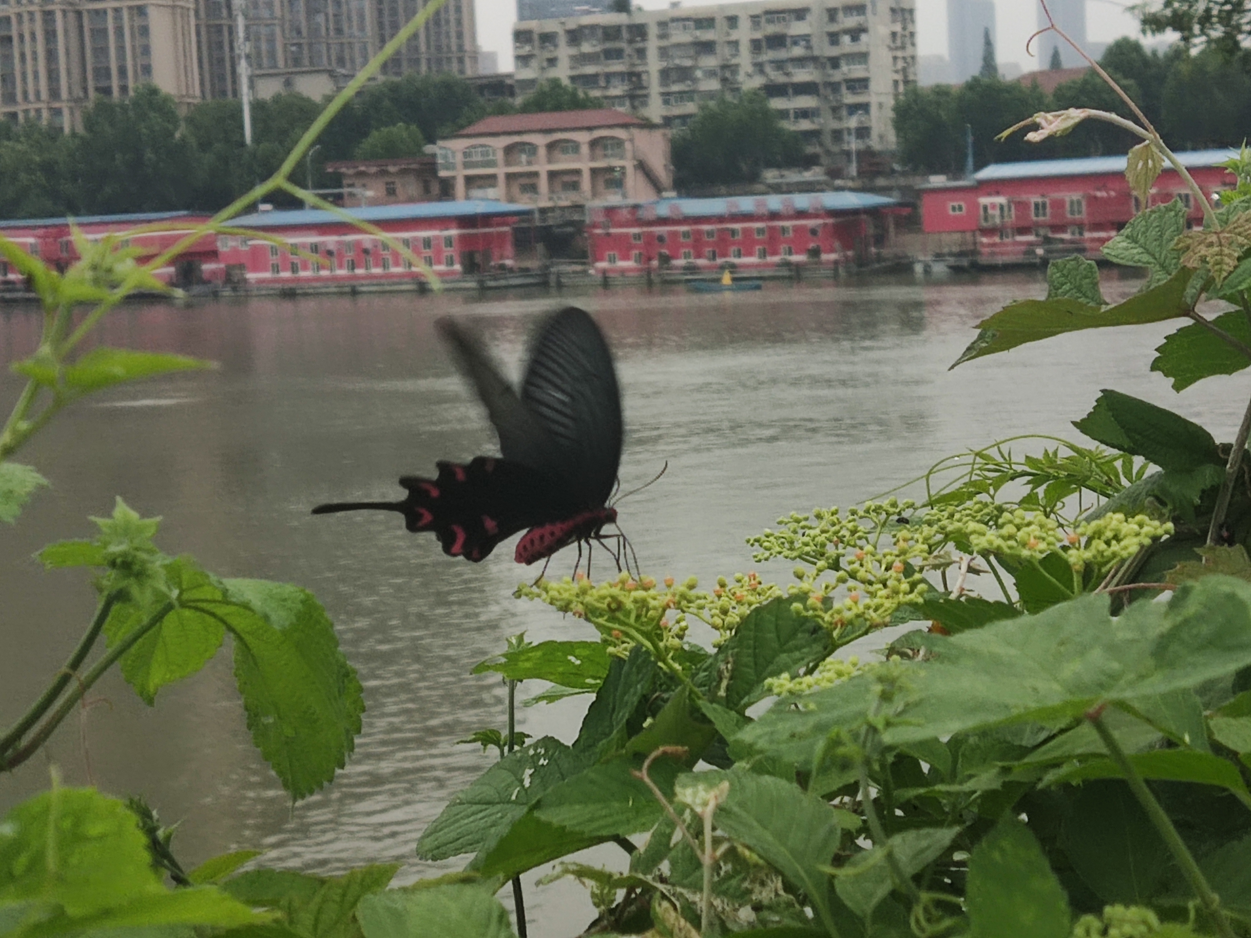 灰绒麝凤蝶