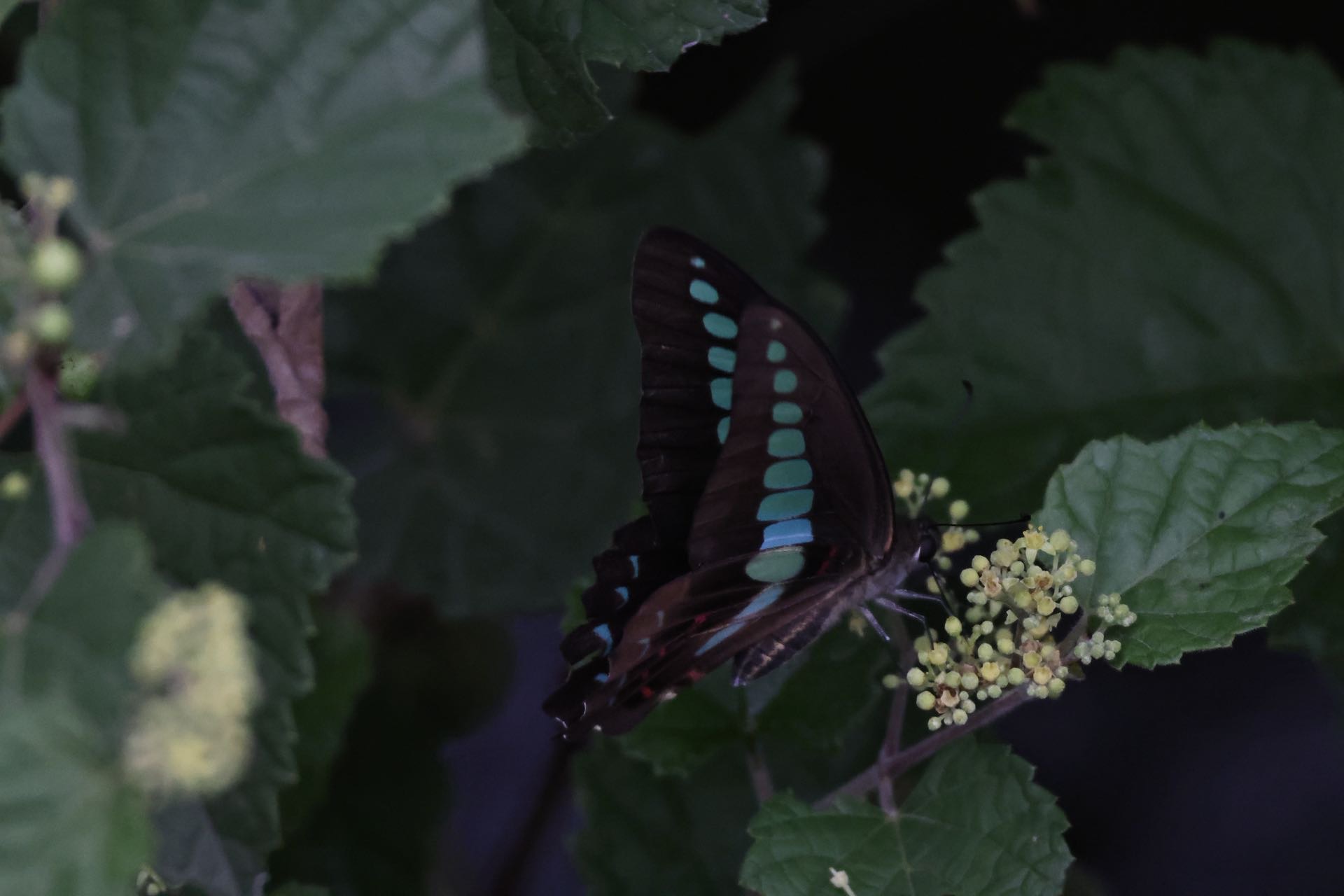青凤蝶