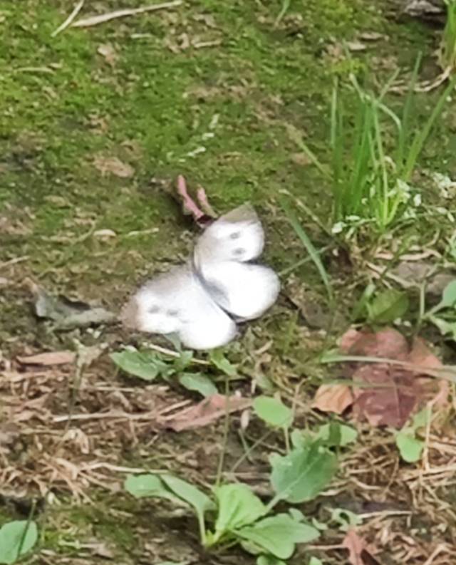 菜粉蝶