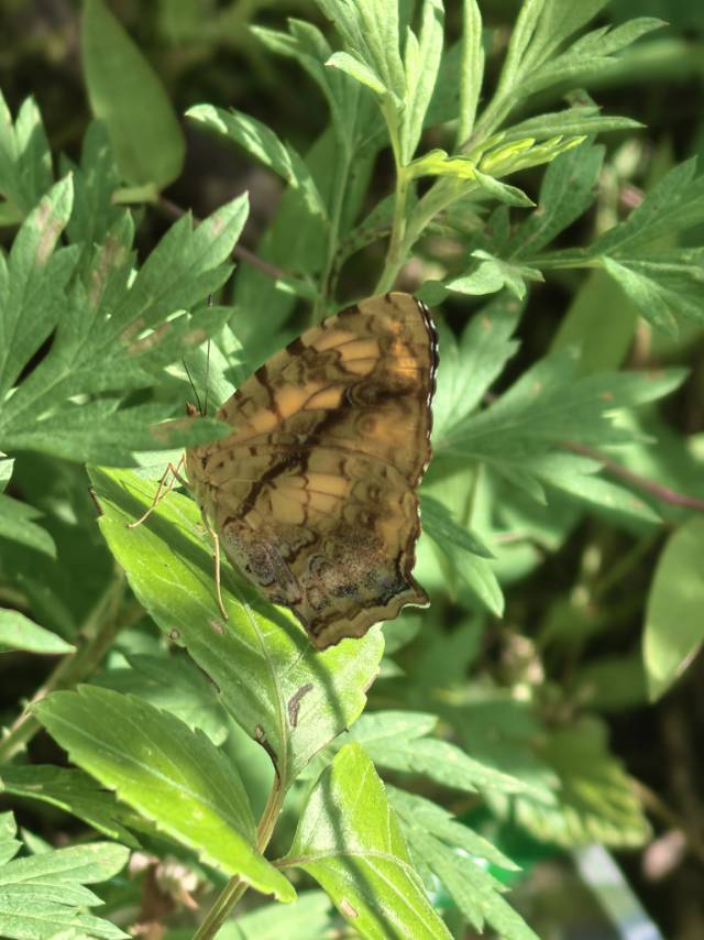 散纹盛蛱蝶