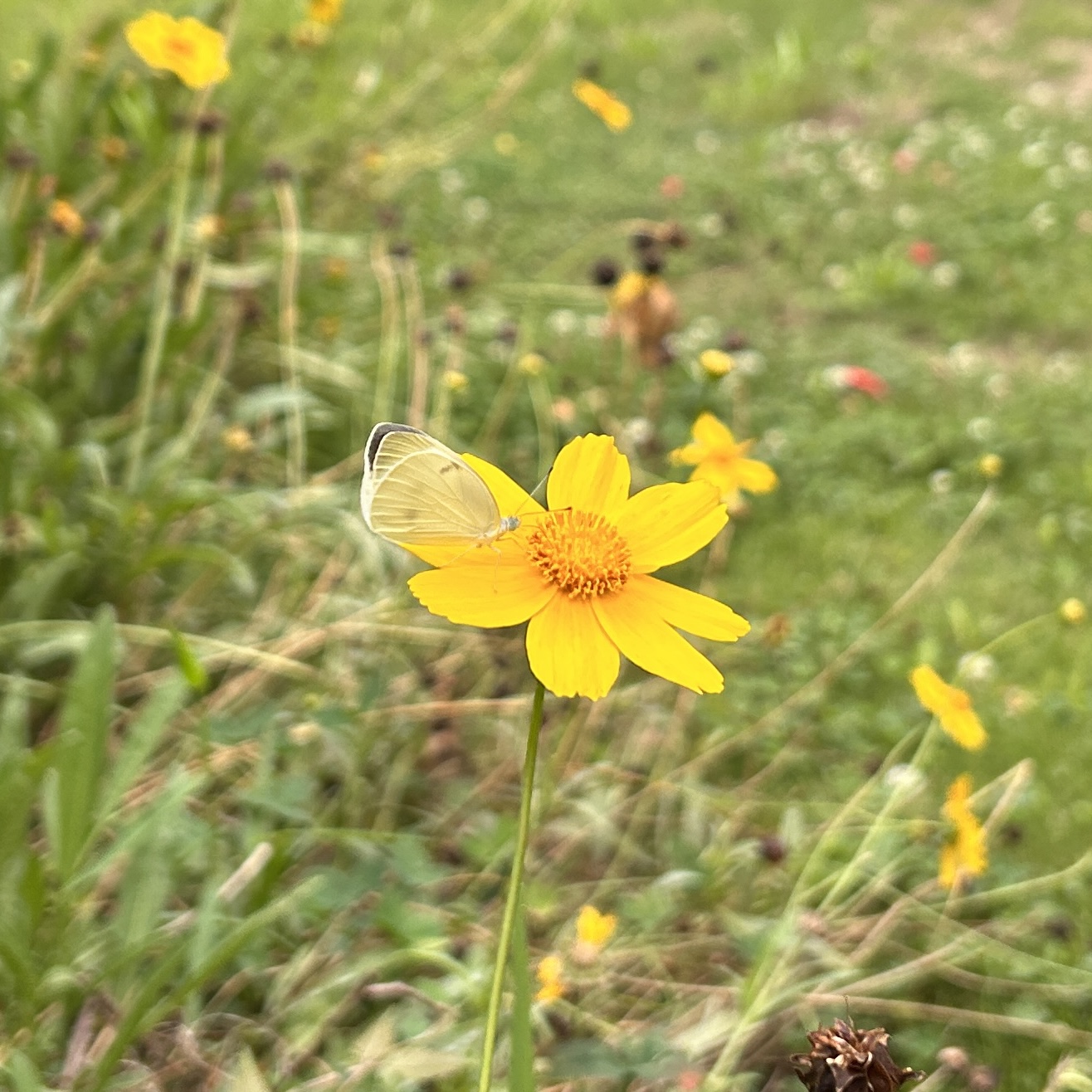 菜粉蝶