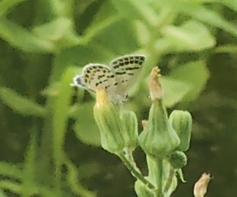 点玄灰蝶