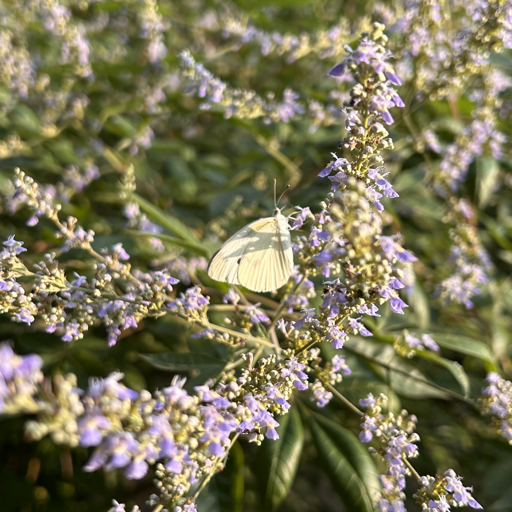 菜粉蝶