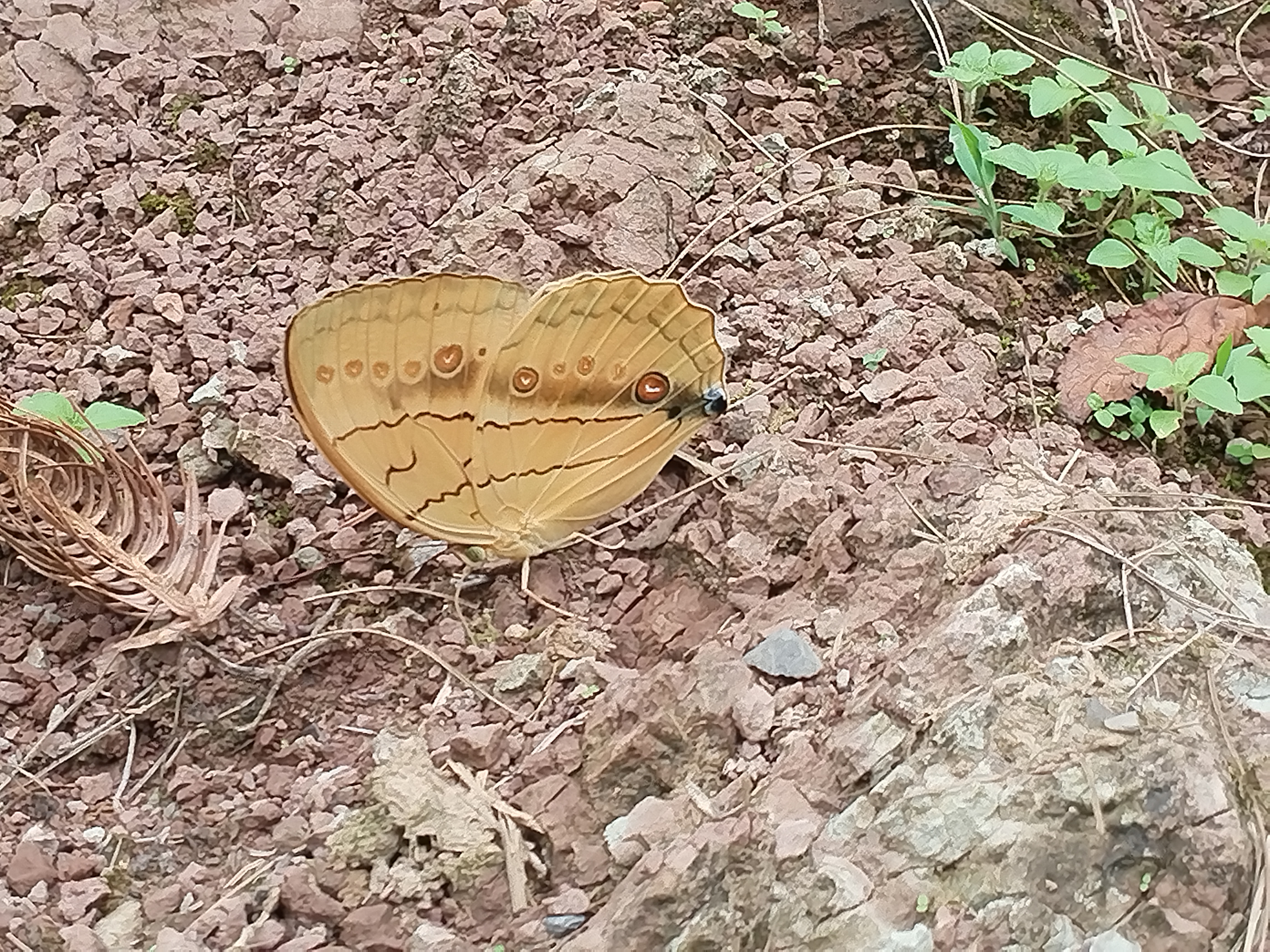箭环蝶