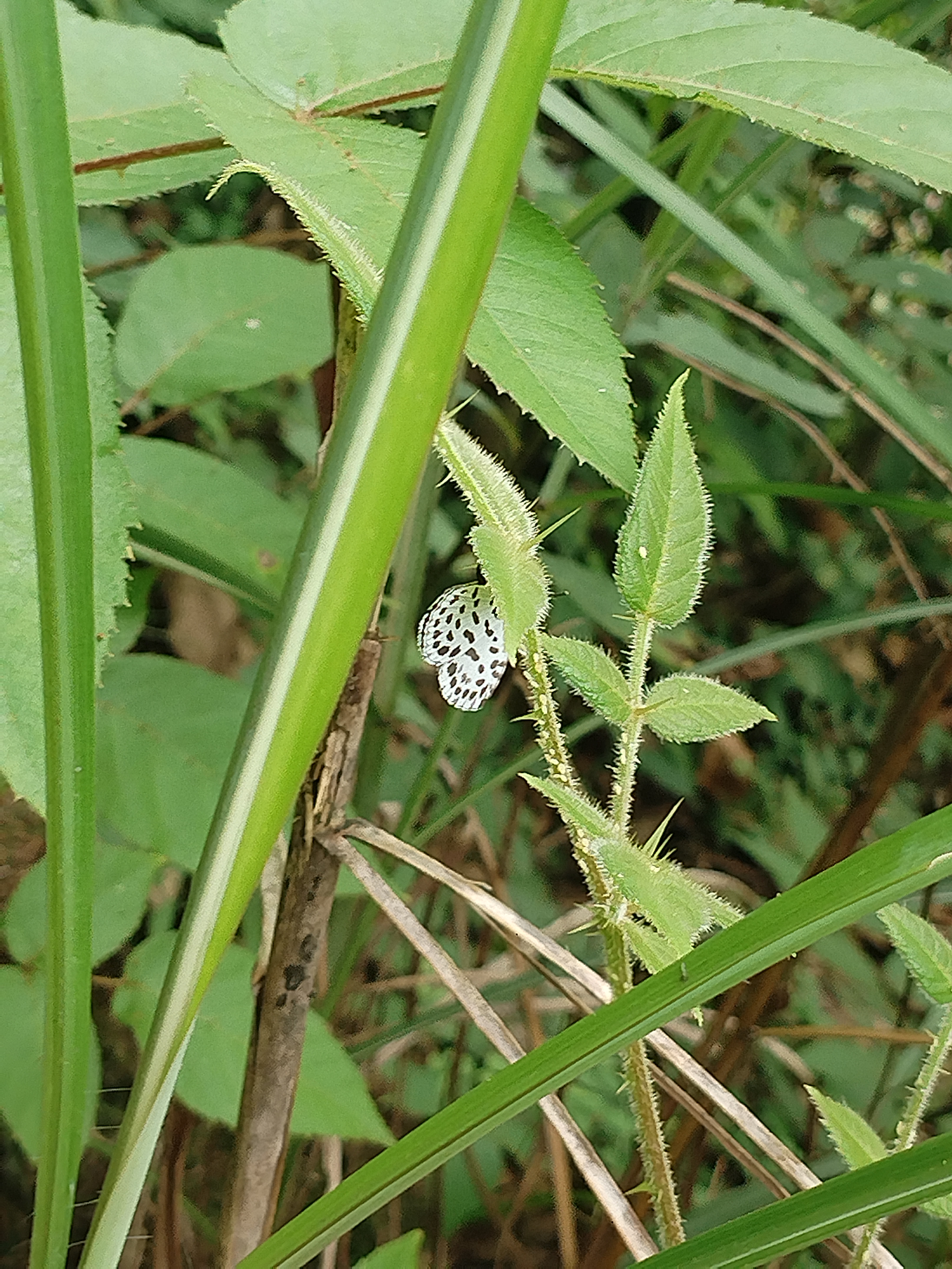 蚜灰蝶