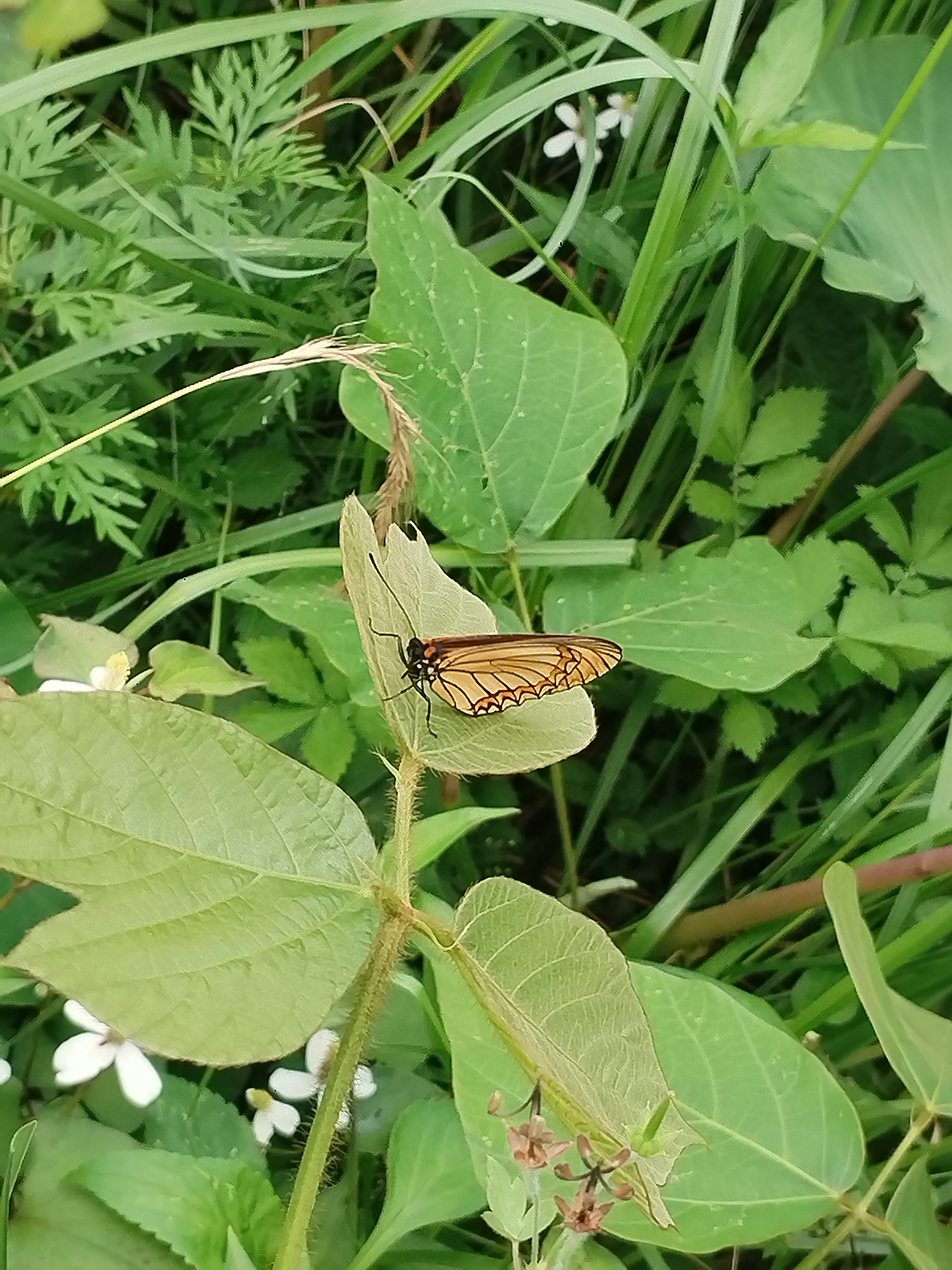 苎麻珍蝶