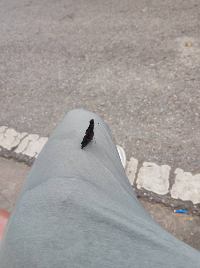 琉璃蛱蝶