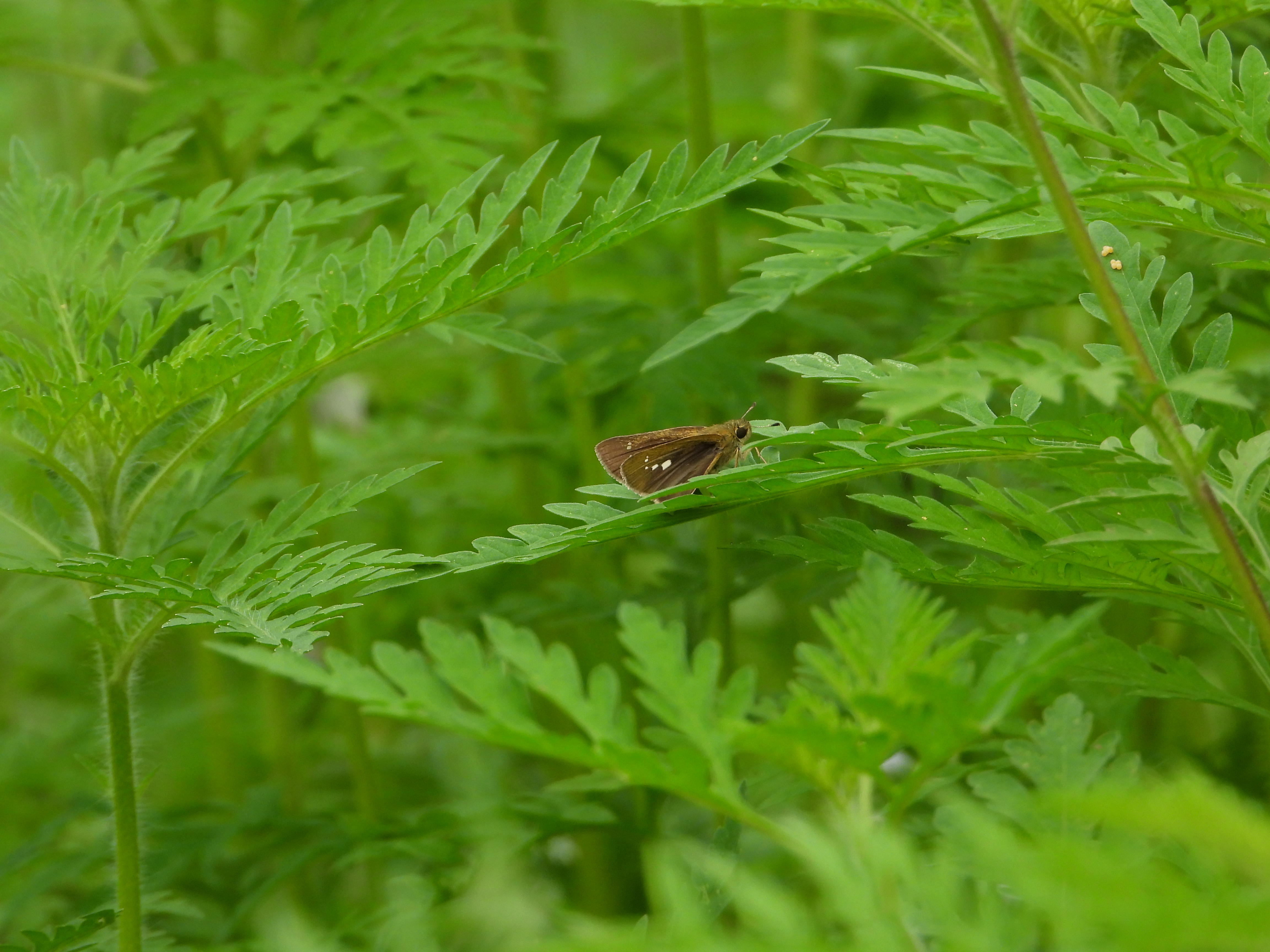 挂墩稻弄蝶
